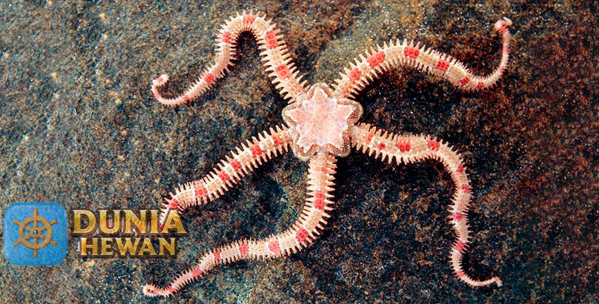 Brittle Star Adalah Bintang Ular yang Mirip dengan Bintang Laut