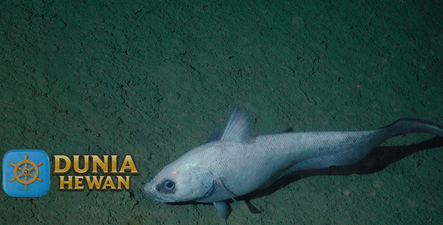Grenadiers Ikan di Perairan Dalam yang Hangat Bagian Antartika