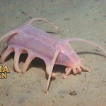Sea Pig Adalah Genus Teripang Laut Spesies Babi Laut