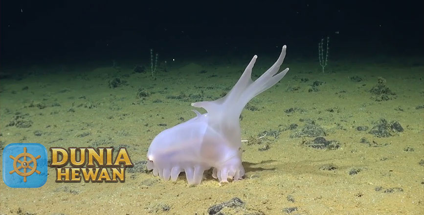 Sea Pig Adalah Genus Teripang Laut Spesies Babi Laut