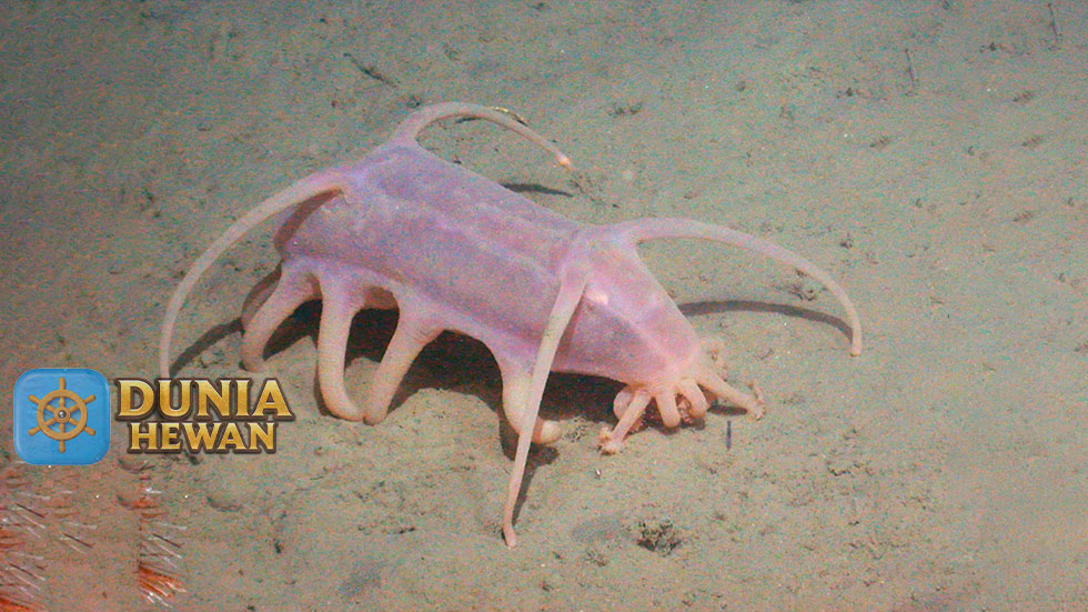 Sea Pig Adalah Genus Teripang Laut Spesies Babi Laut