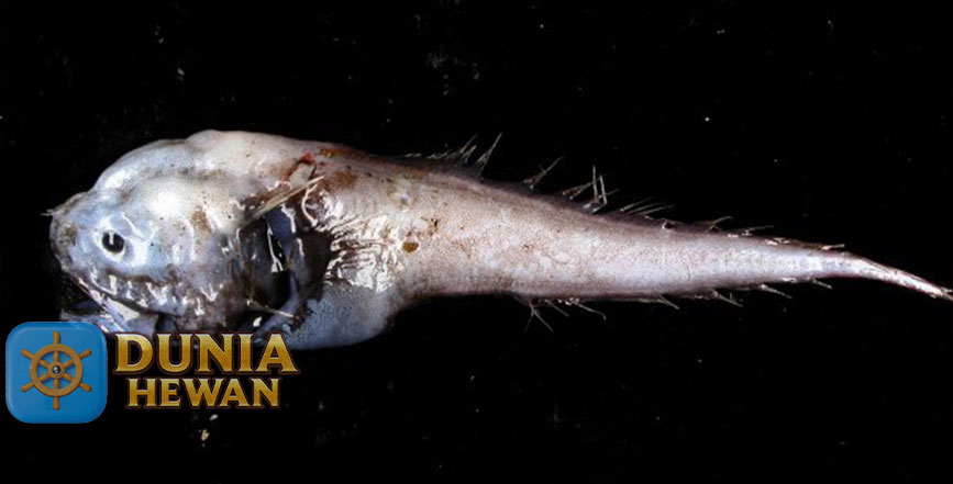 Faceless Fish Spesies Unik & Langka di Pedalaman Laut Australia