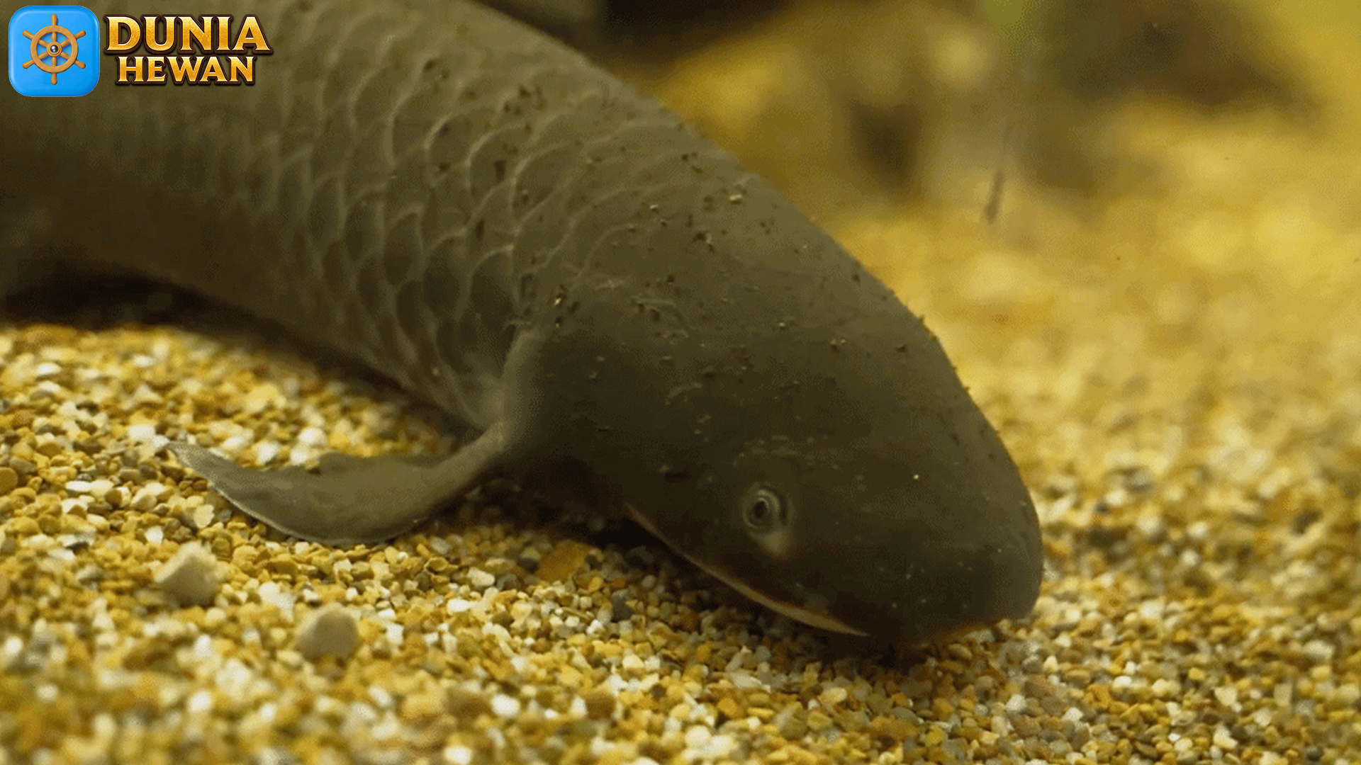 Lungfish: Ikan Primitif dengan Kemampuan Hidup di Dua Dunia