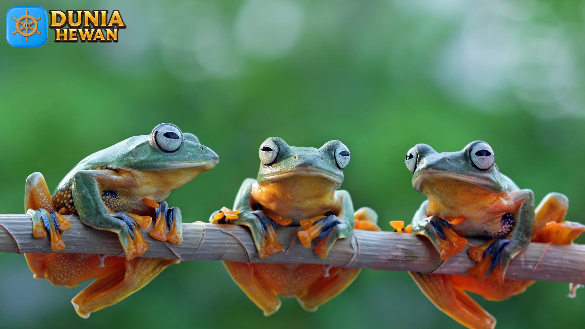 Fakta Unik Tentang Katak: Hewan Amfibi yang Mengagumkan