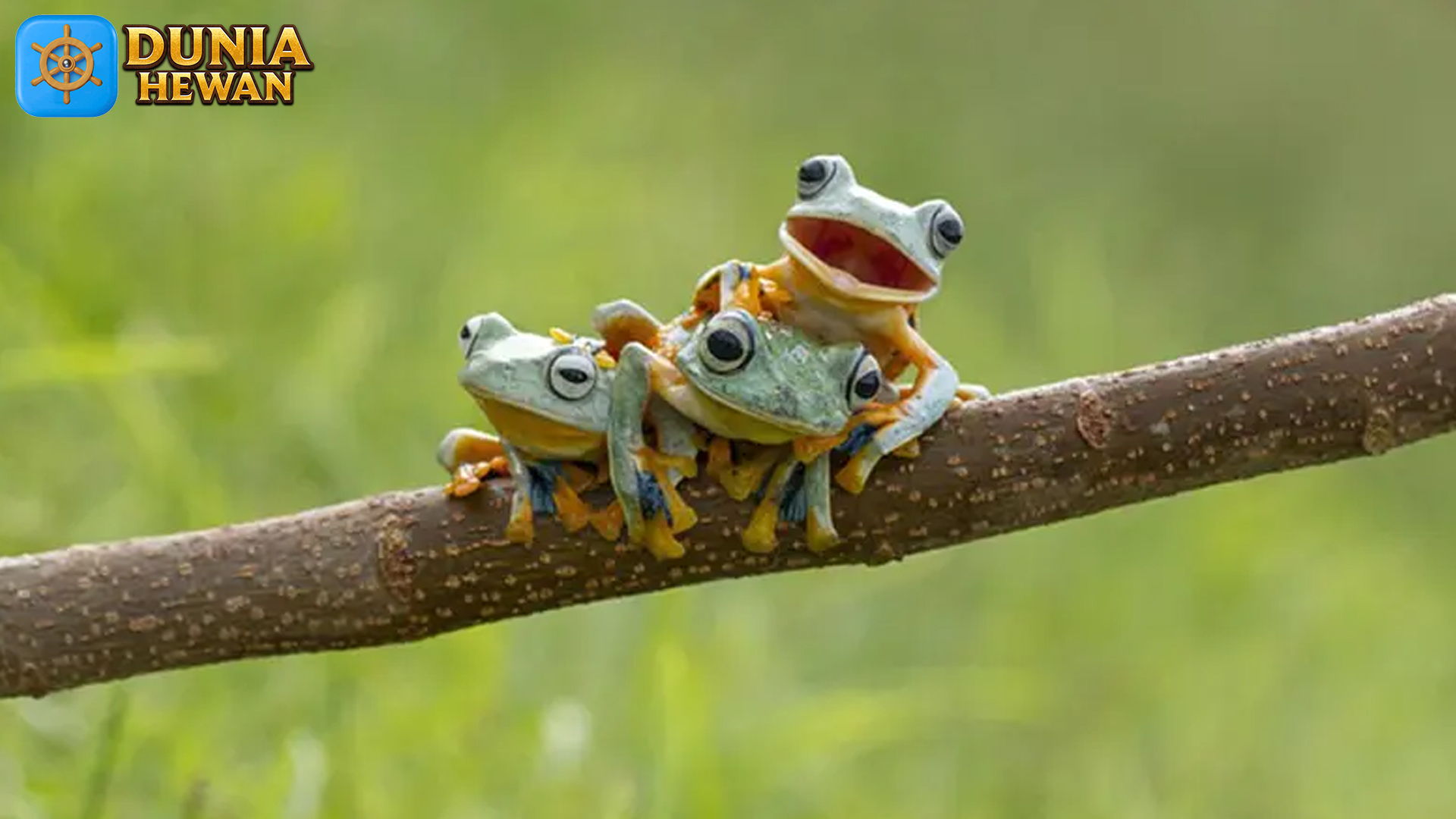 Fakta Unik Tentang Katak: Hewan Amfibi yang Mengagumkan