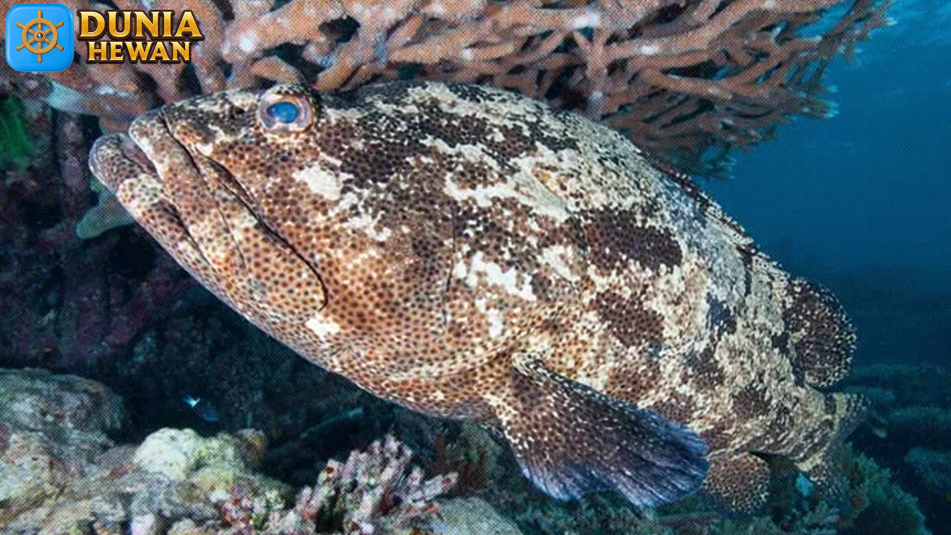 Ikan Kerapu: Ciri-Ciri, Habitat, dan Peran Ekosistemnya