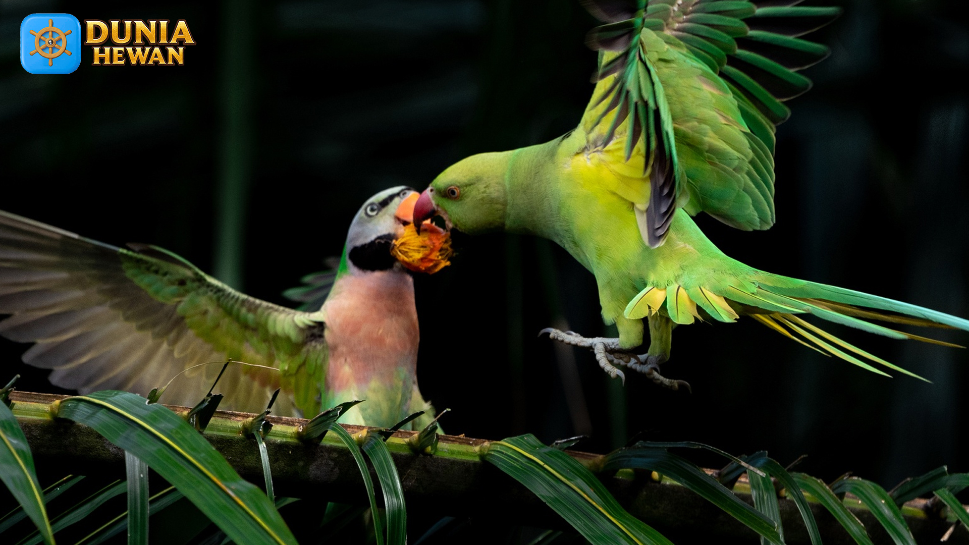 Burung Betet Biasa: Sahabat Alam dengan Pesona Memikat
