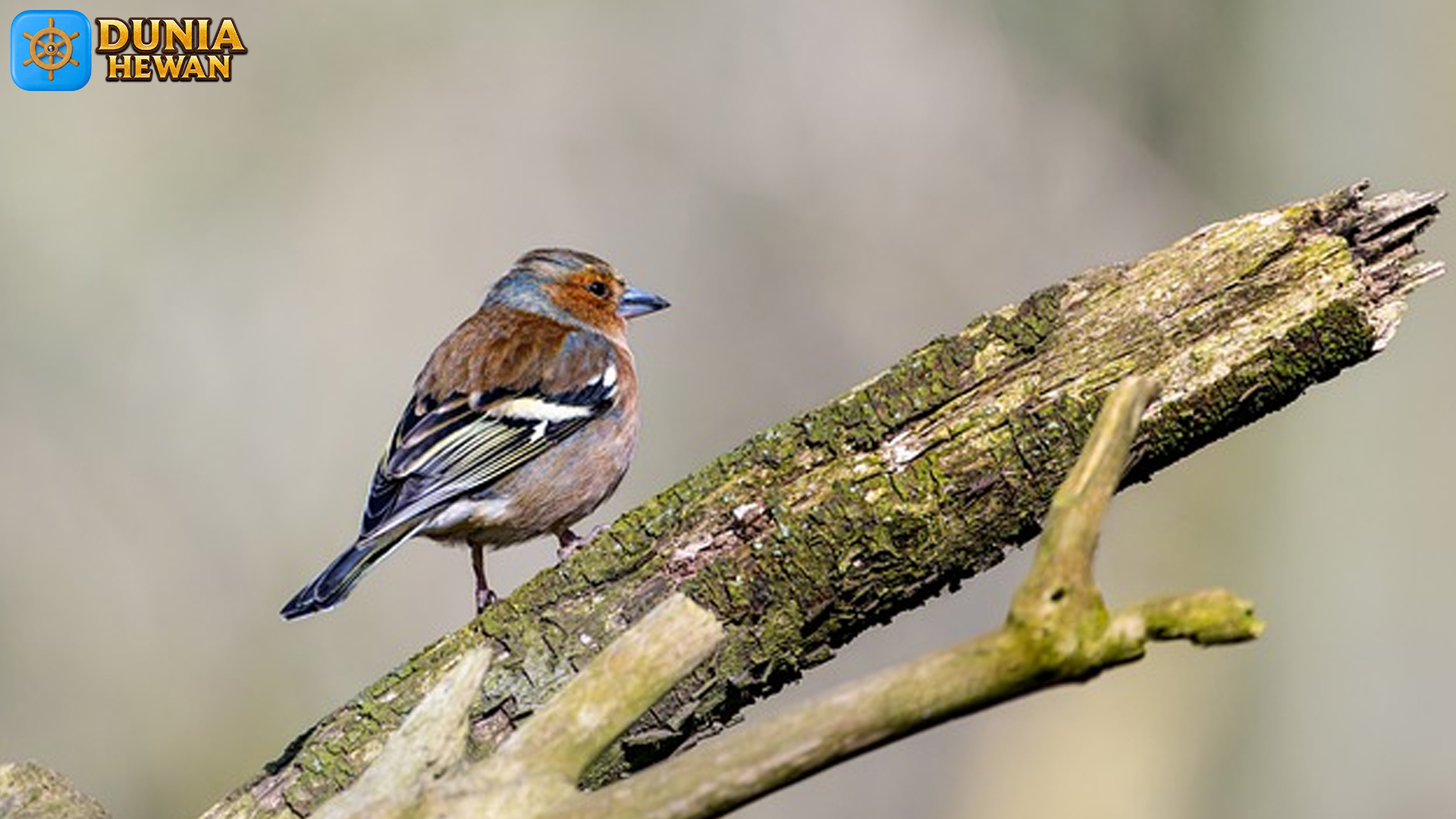 Chaffinch: Burung Kecil Pembawa Kehangatan di Musim Dingin