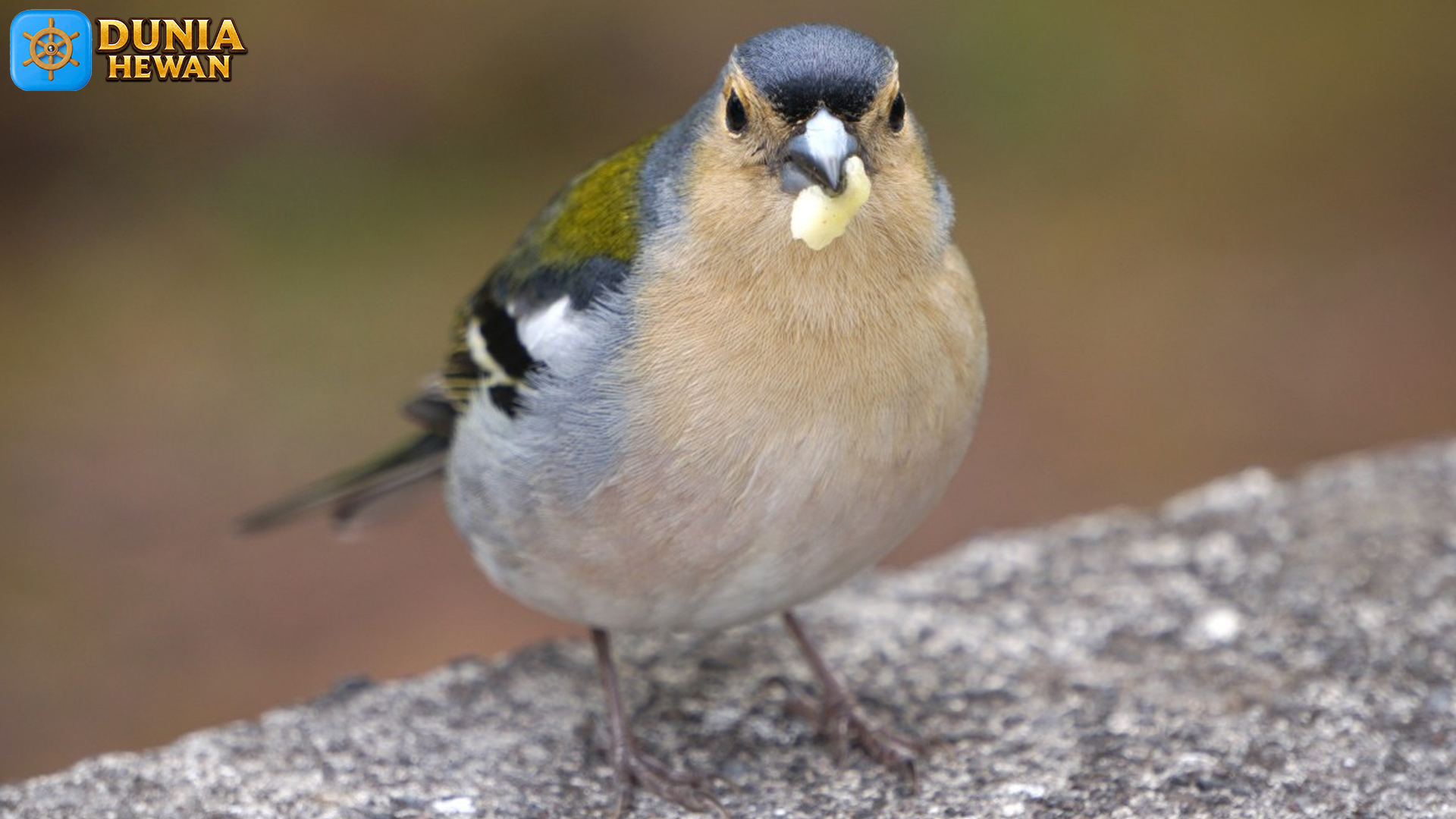 Chaffinch: Burung Kecil Pembawa Kehangatan di Musim Dingin