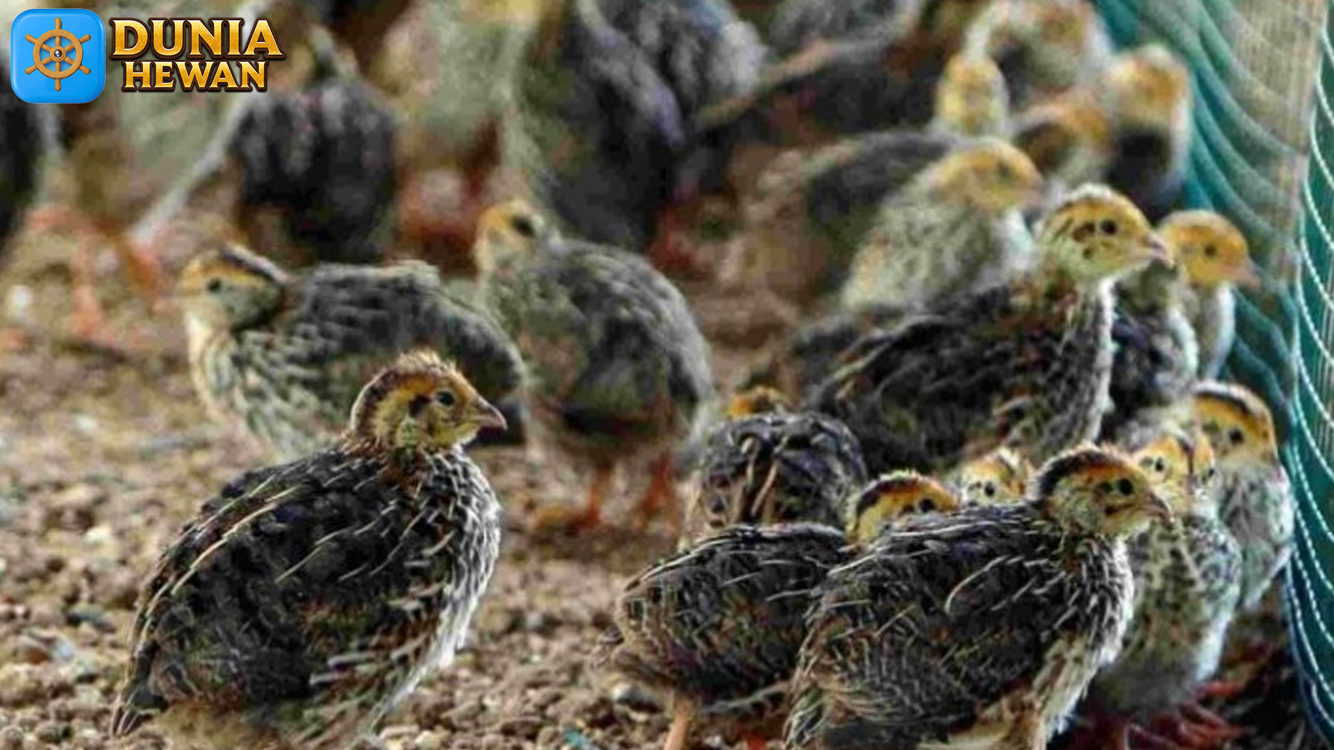 Keunikan Burung Puyuh: Fakta Menarik yang Perlu Anda Tahu
