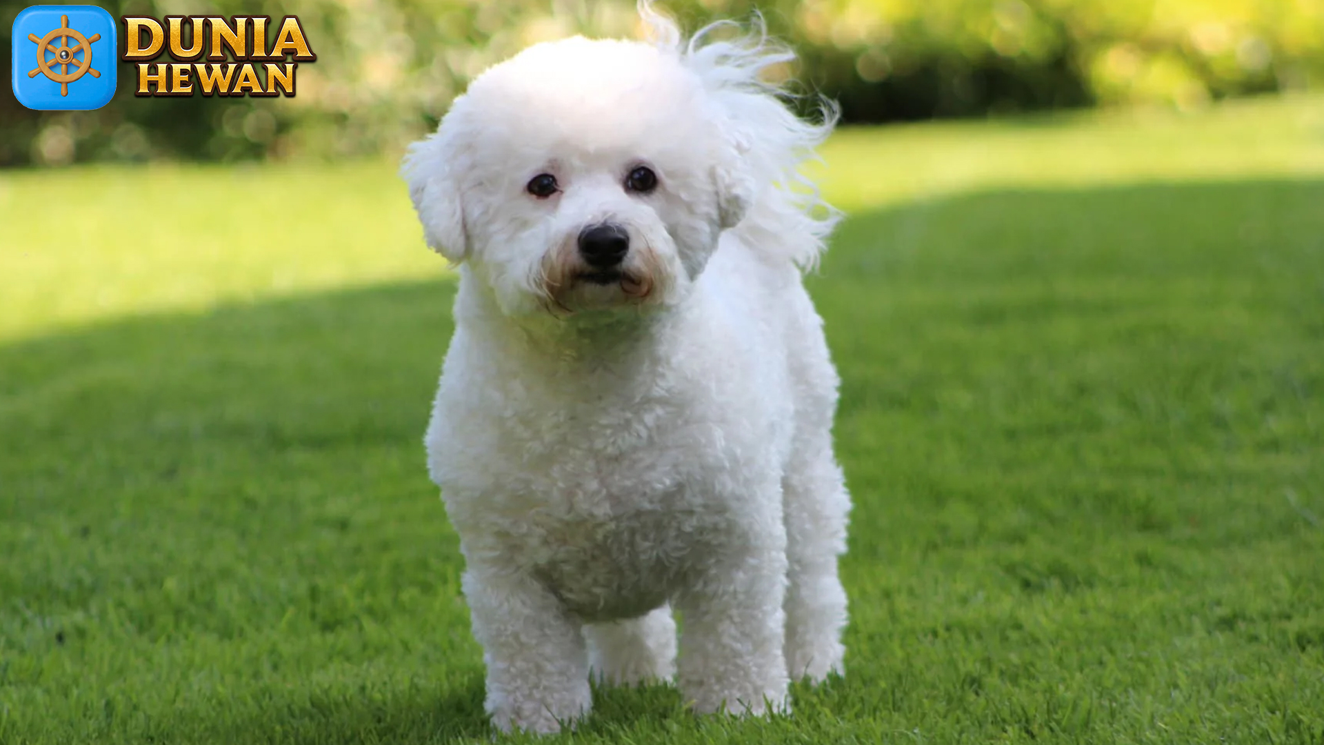 Bichon Frise, Sahabat Setia dengan Bulu Putih Menggemaskan
