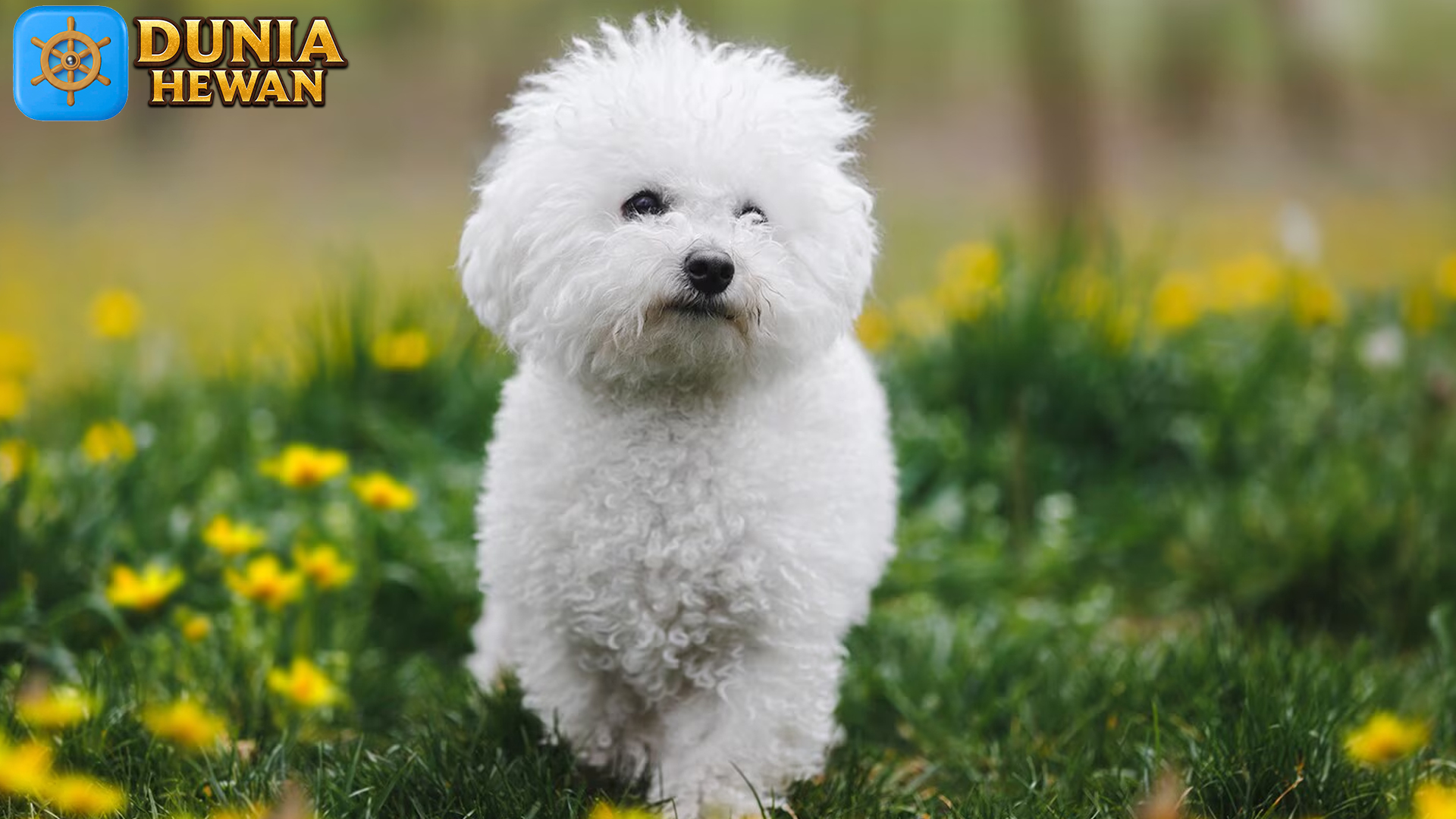 Bichon Frise, Sahabat Setia dengan Bulu Putih Menggemaskan