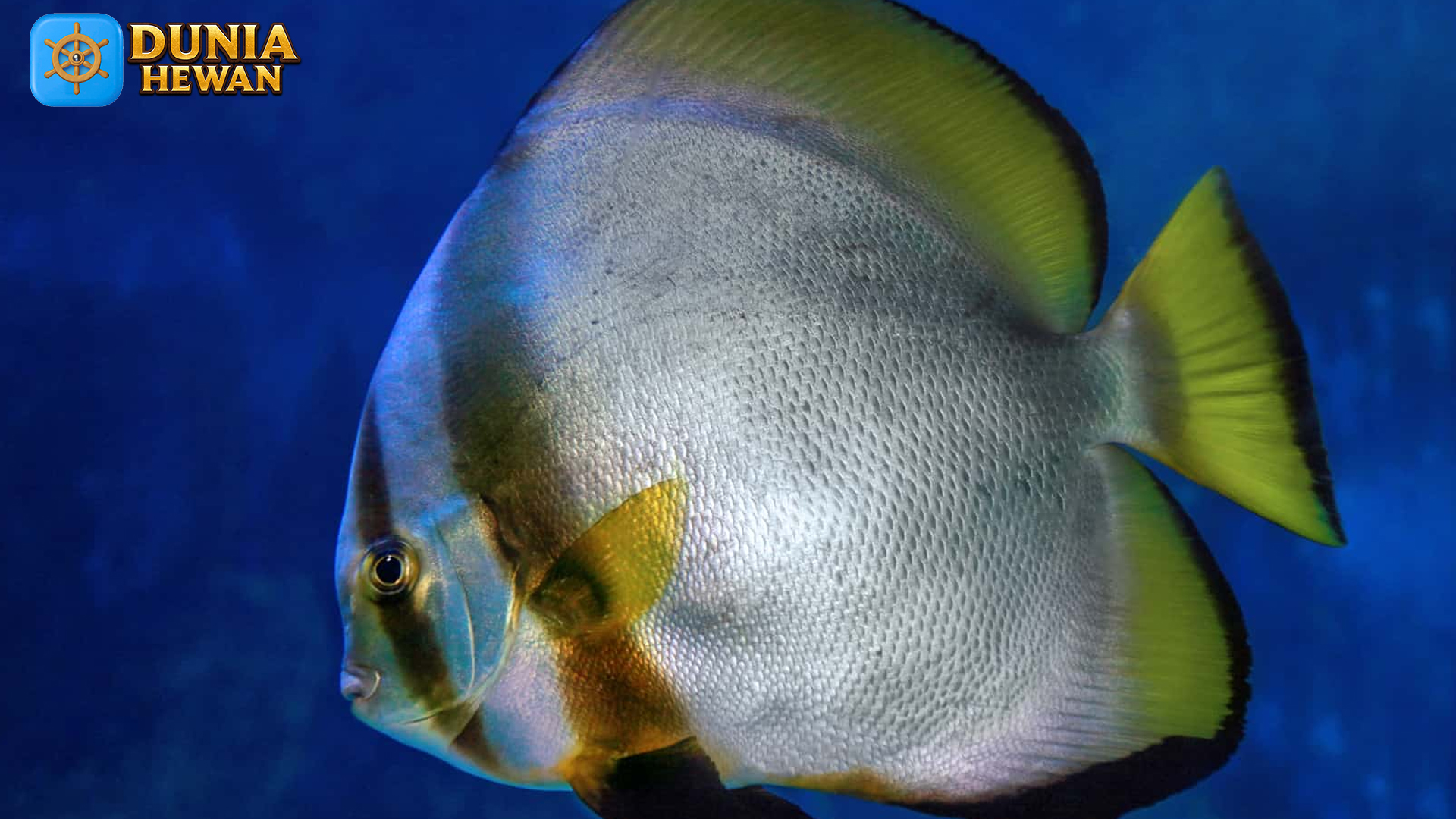 Fakta Menarik Platax Pinnatus: Ikan Batfish dengan Gaya Unik