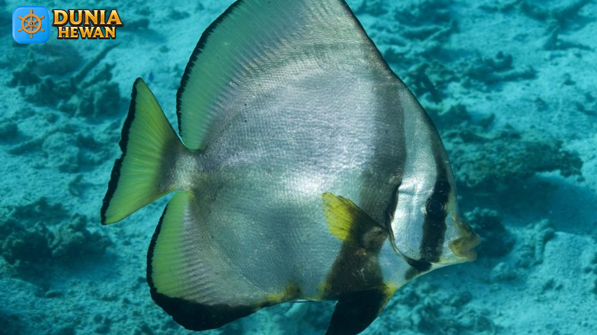 Fakta Menarik Platax Pinnatus: Ikan Batfish dengan Gaya Unik