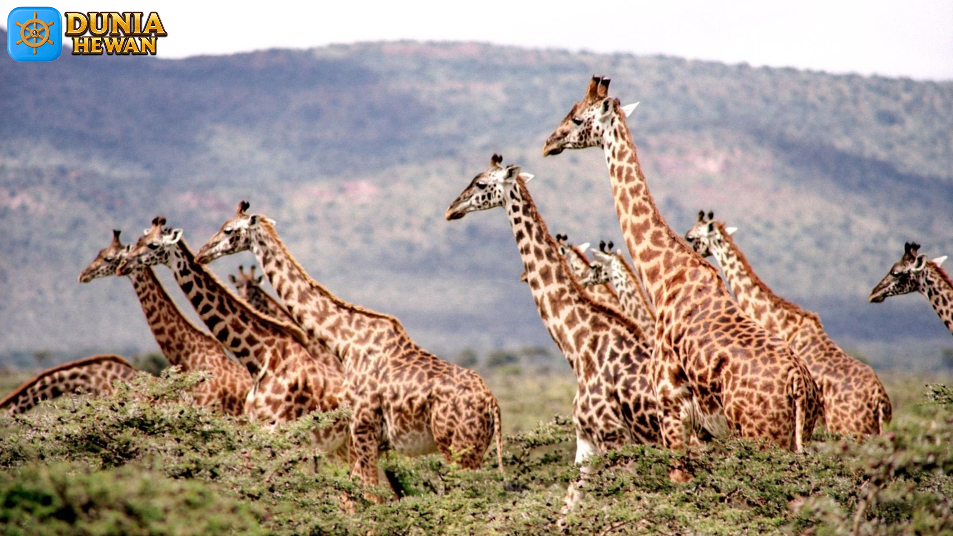 Peran Jerapah dalam Ekosistem Savana Afrika