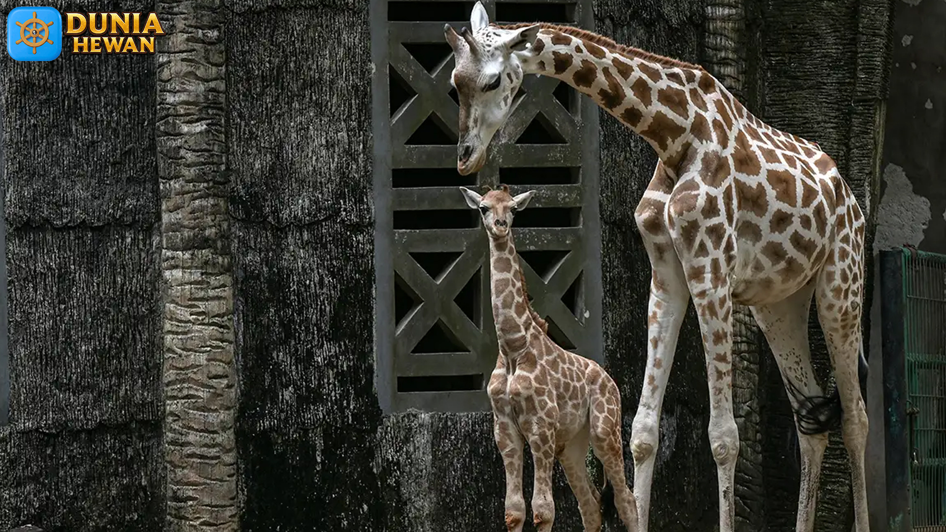 Peran Jerapah dalam Ekosistem Savana Afrika