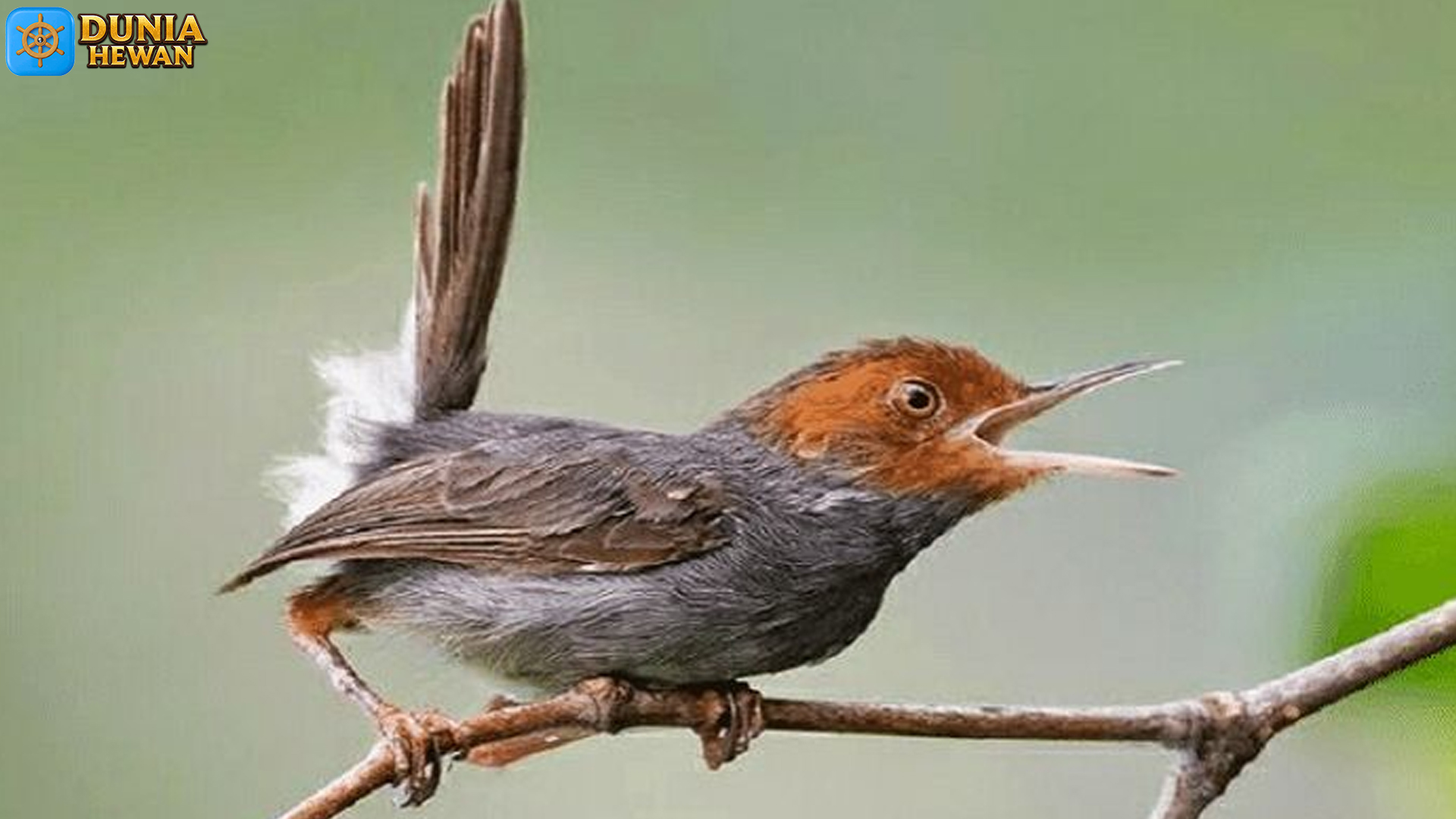 Mengenal Burung Prenjak: Daya Tarik dan Keistimewaannya
