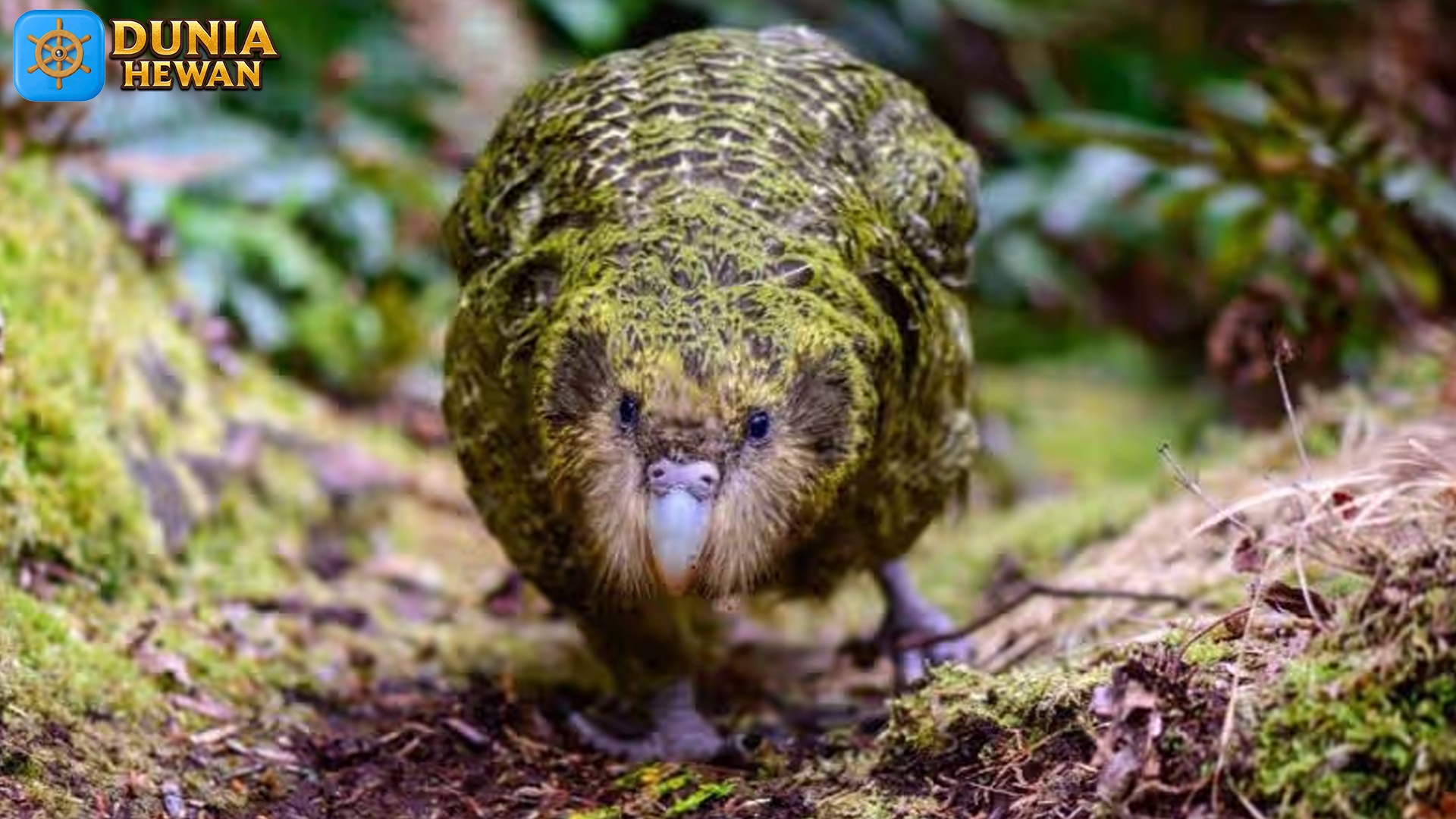 Keunikan Kakapo: Burung Nuri Besar yang Hidup di Tanah