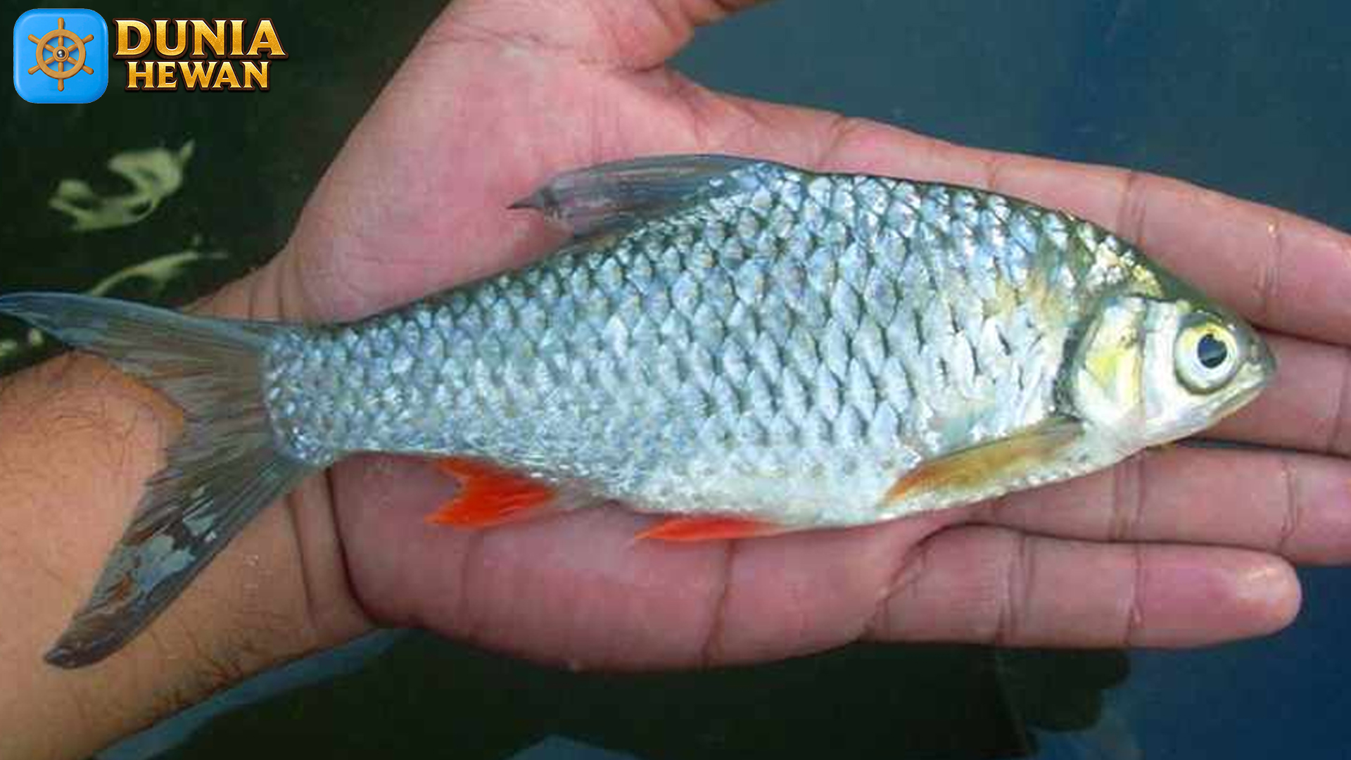 Eksplorasi Ikan Genggehek di Perairan Nusantara