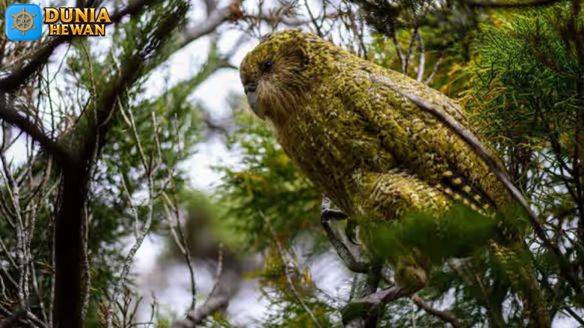Keunikan Kakapo: Burung Nuri Besar yang Hidup di Tanah