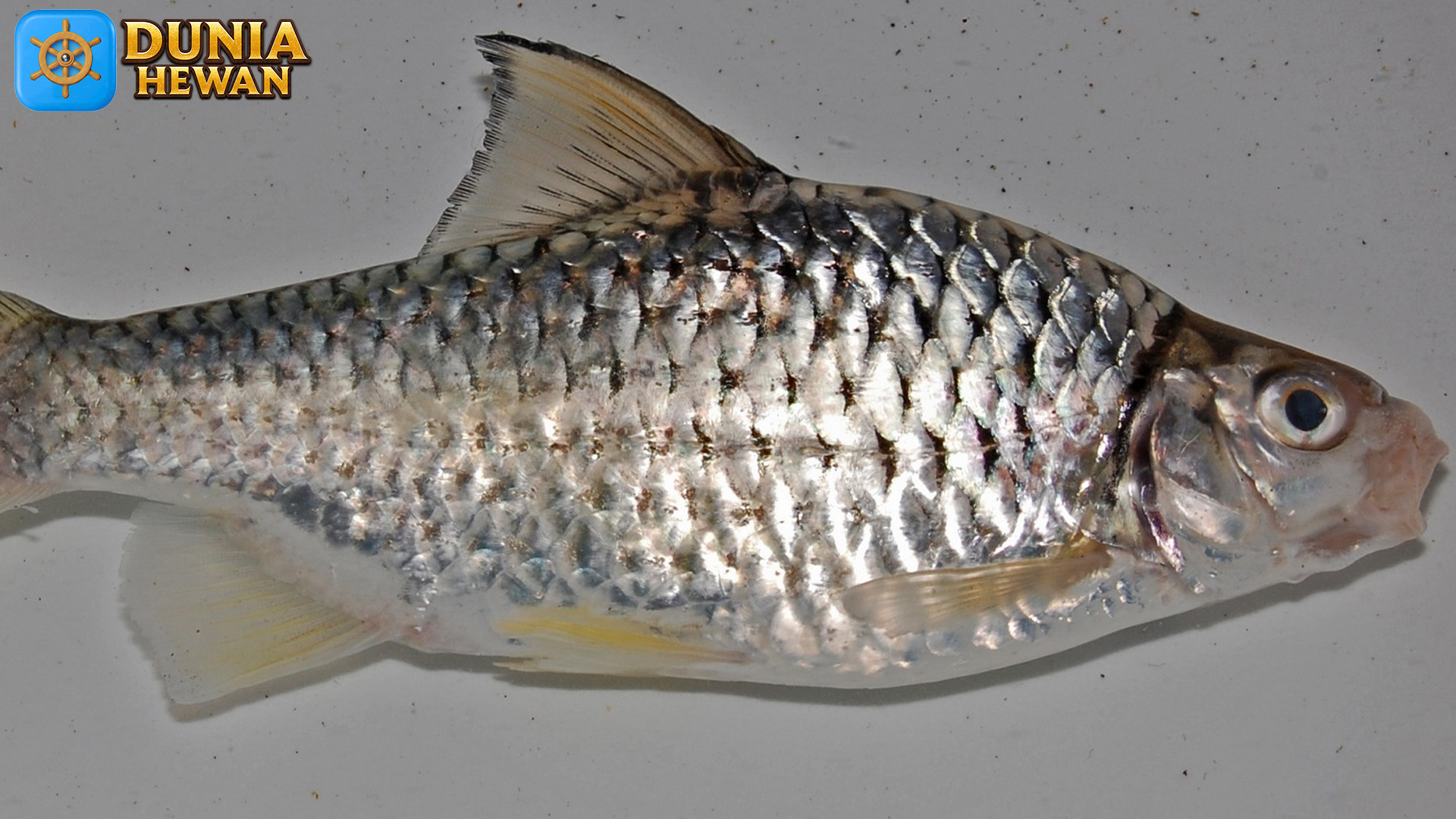Eksplorasi Ikan Genggehek di Perairan Nusantara
