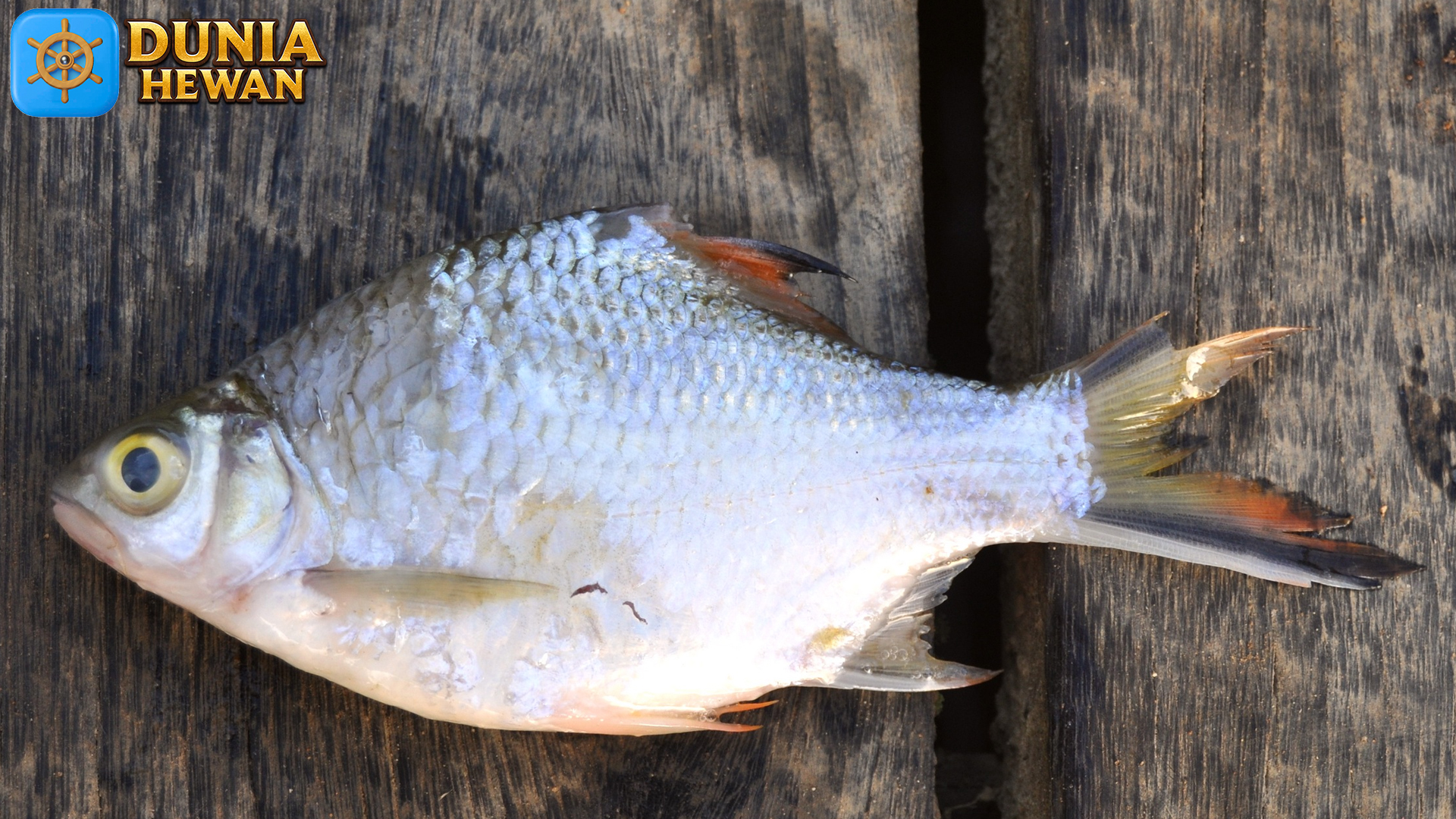 Konservasi Ikan Tengadak: Menjaga Ekosistem Perairan