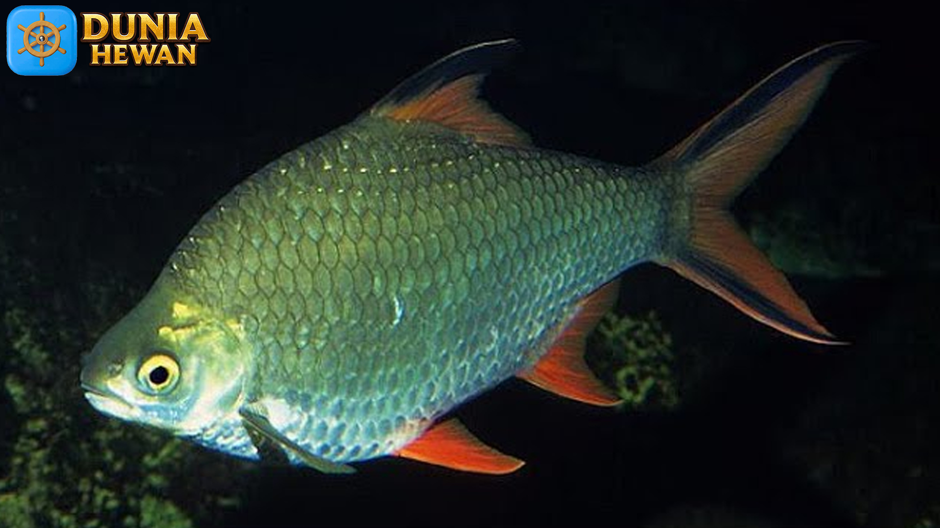 Konservasi Ikan Tengadak: Menjaga Ekosistem Perairan