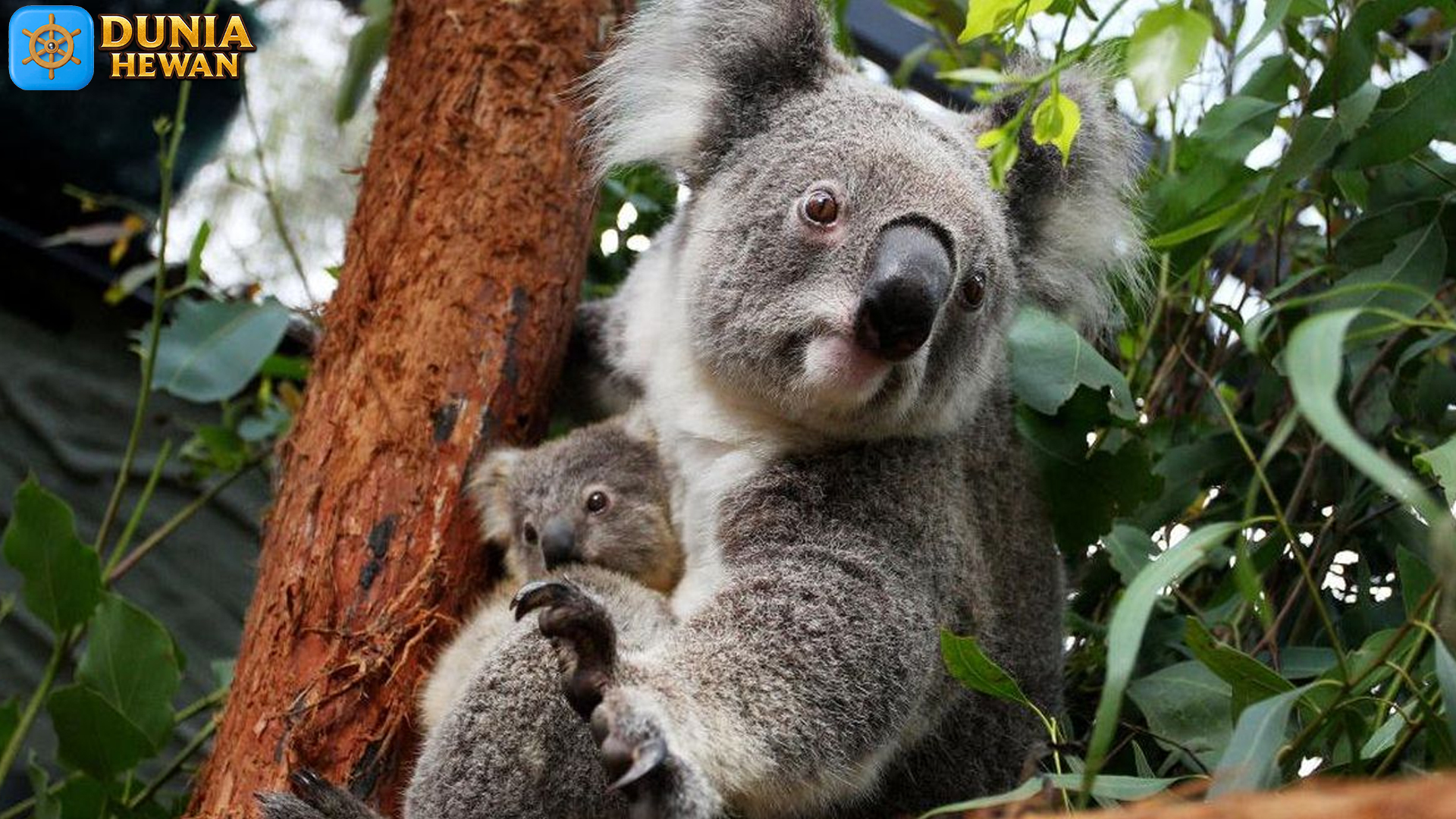 Koala: Hewan yang Menemukan Kenyamanan di Pohon Eukaliptus