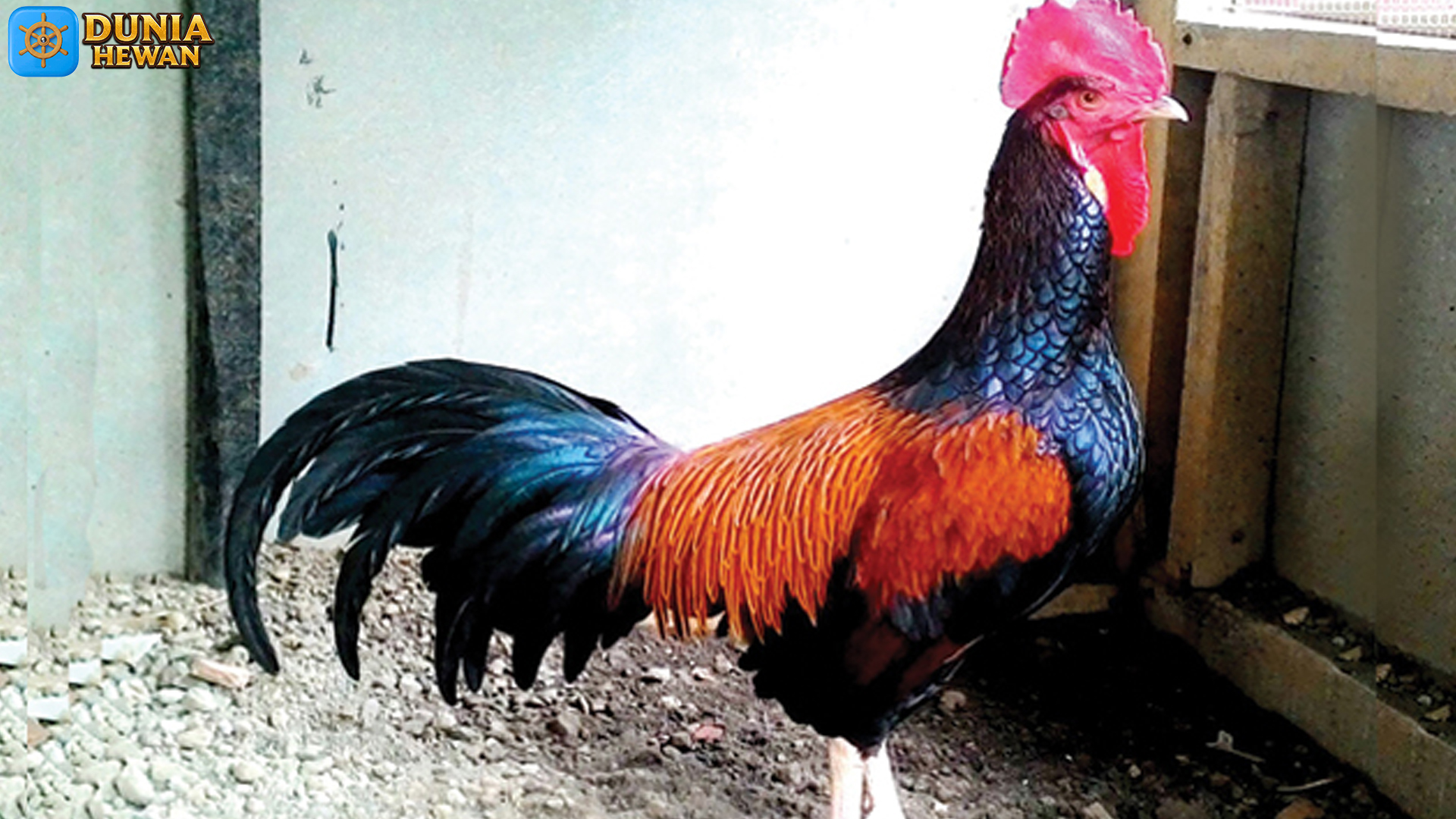 Mengenal Ayam Bekisar: Sang Paduan Genetik yang Memikat