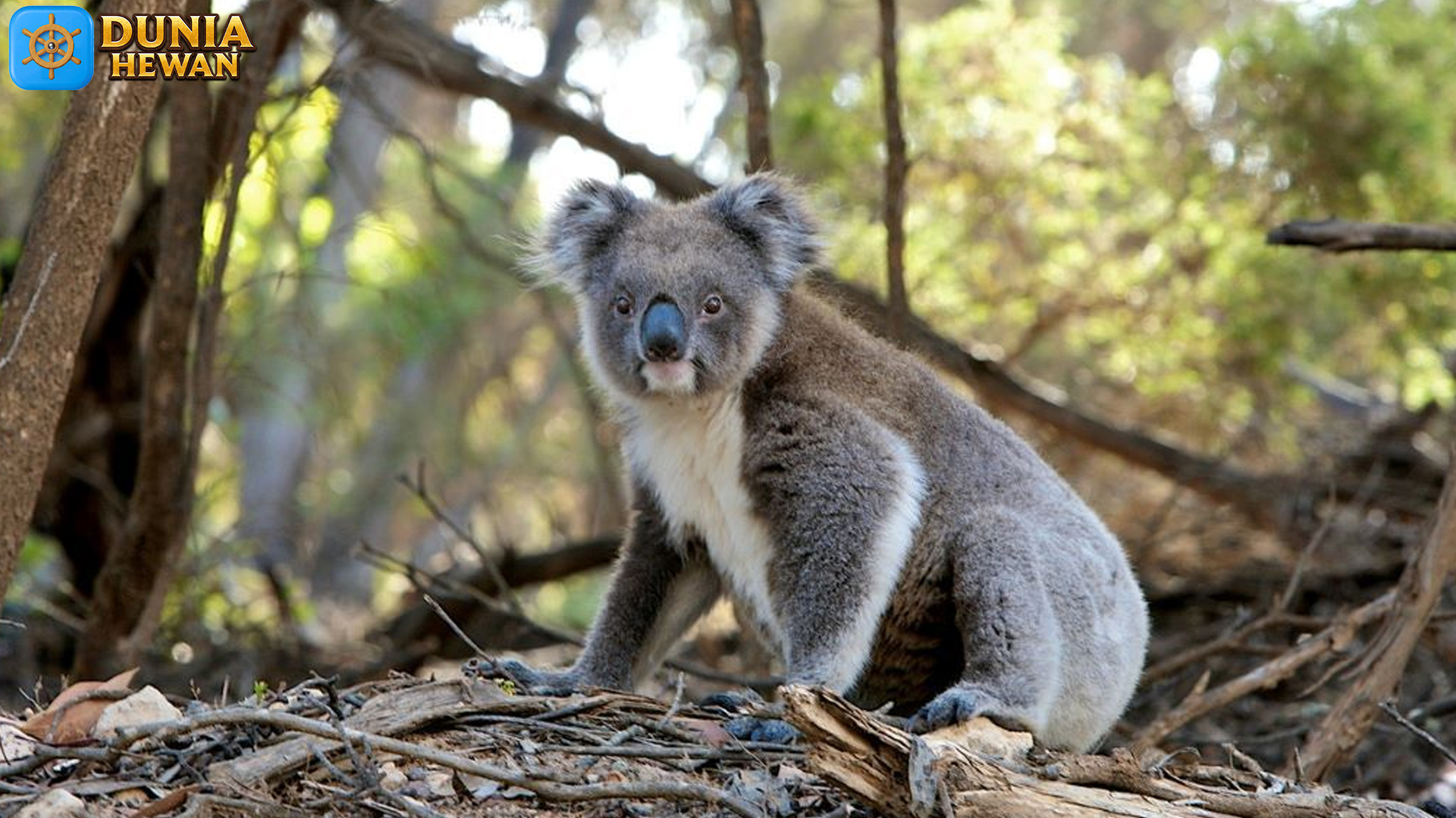 Koala: Hewan yang Menemukan Kenyamanan di Pohon Eukaliptus
