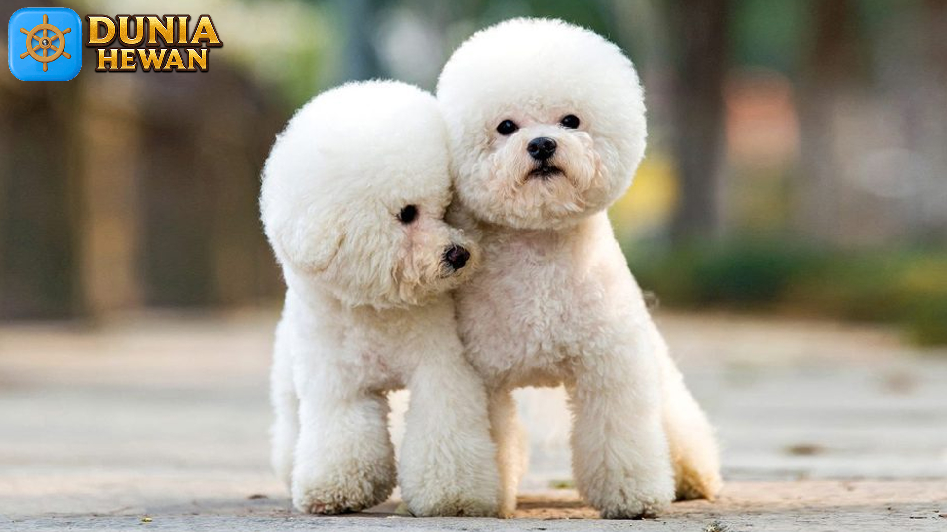 Pudel: Anjing dengan Rambut Keriting yang Memikat