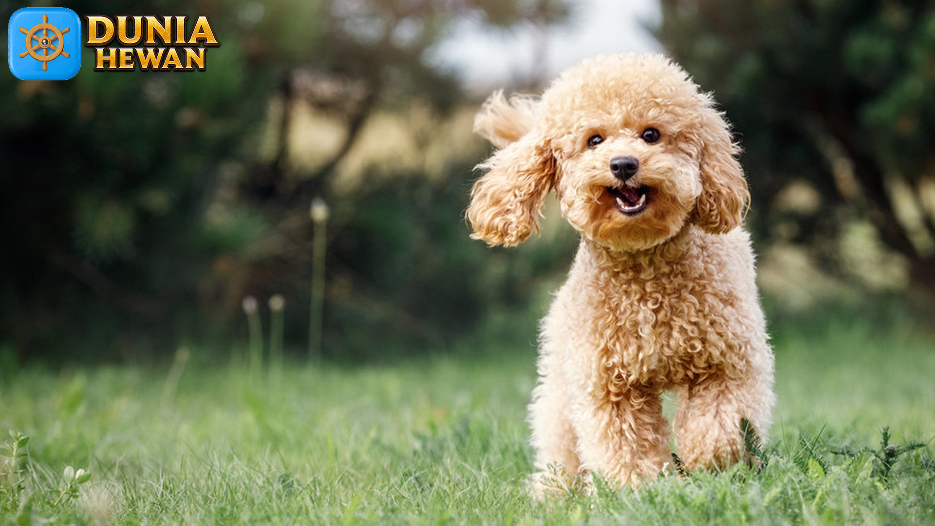 Pudel: Anjing dengan Rambut Keriting yang Memikat