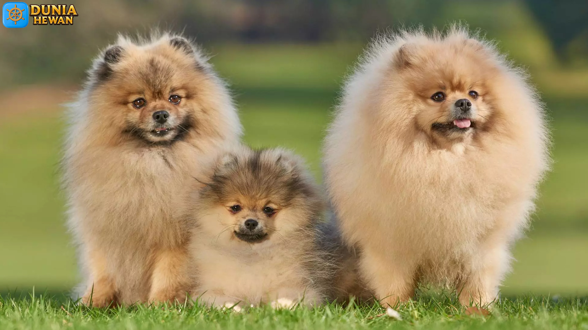 Kenapa Anjing Pomerania Cocok Sebagai Hewan Peliharaan