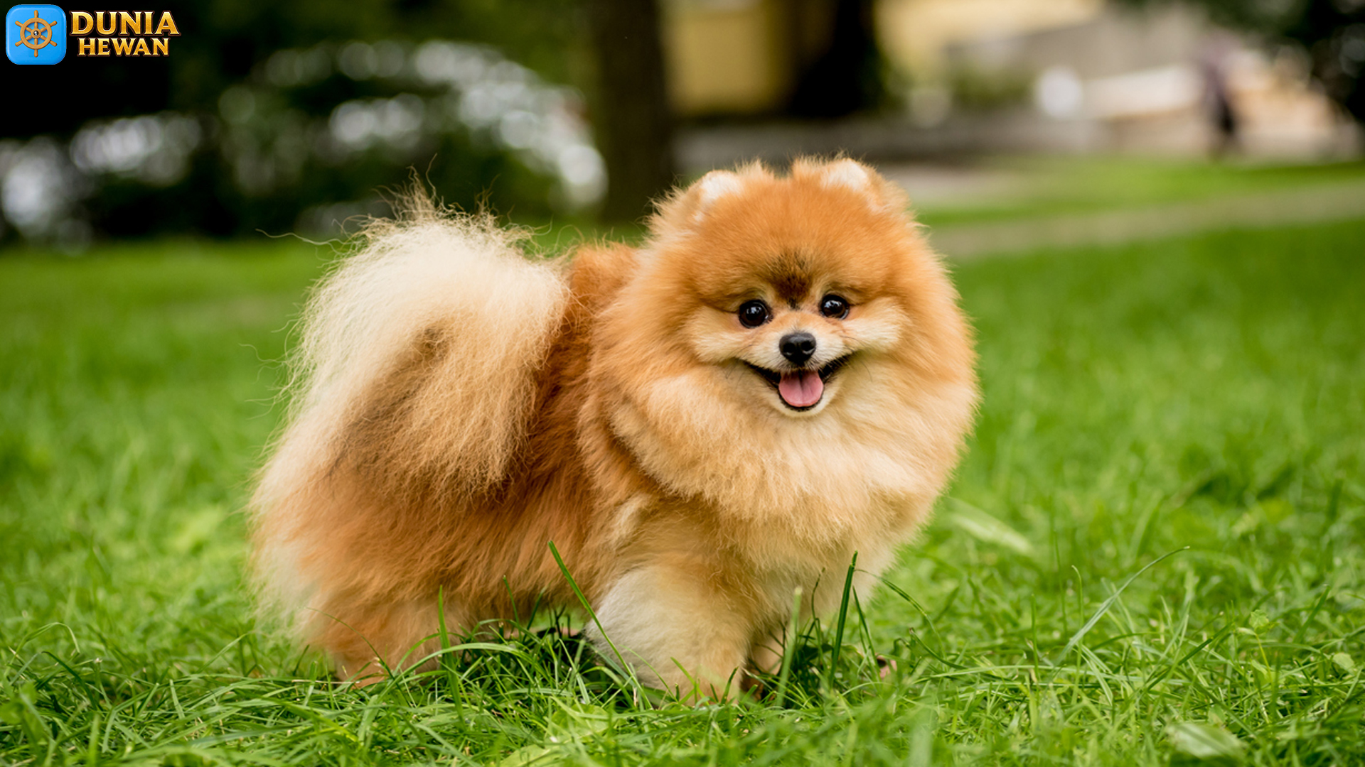 Kenapa Anjing Pomerania Cocok Sebagai Hewan Peliharaan