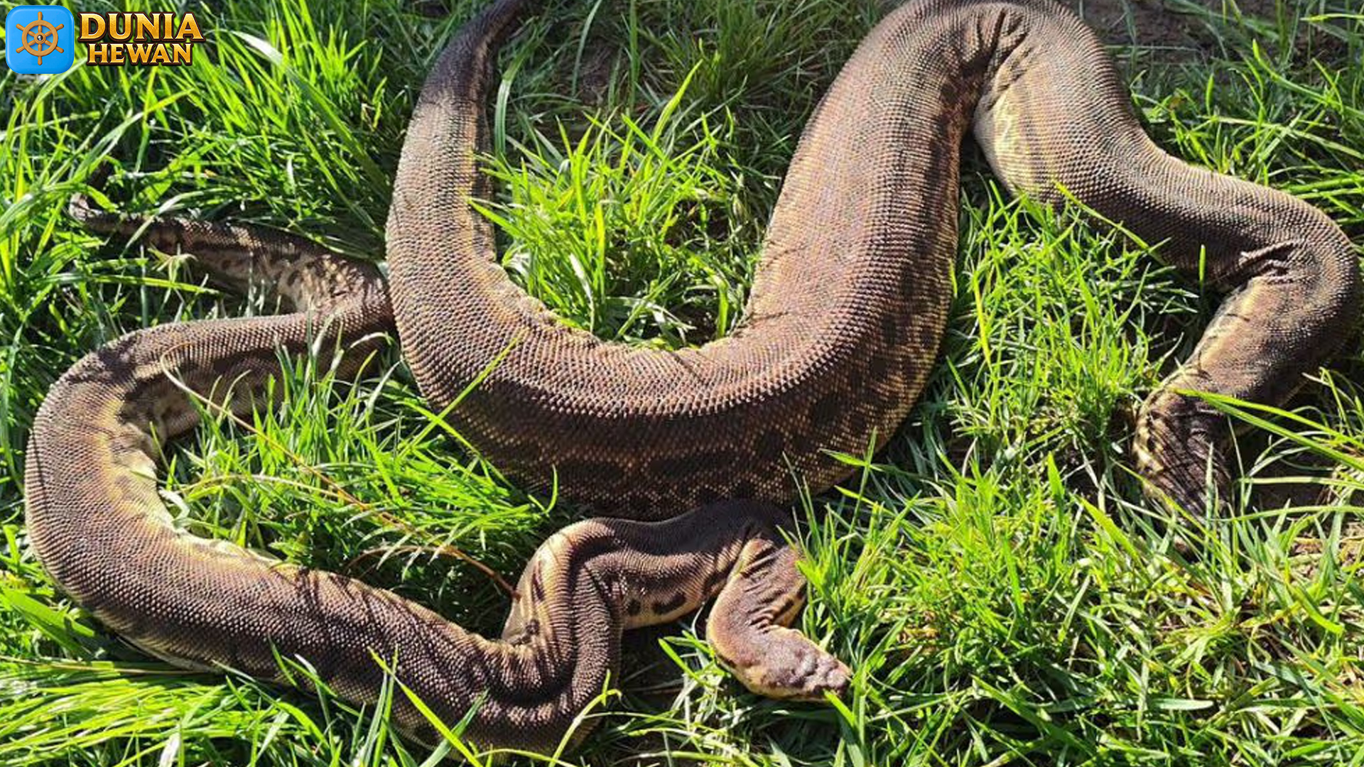 Ular Karung: Keunikan dan Fakta Menarik di Dunia Reptil