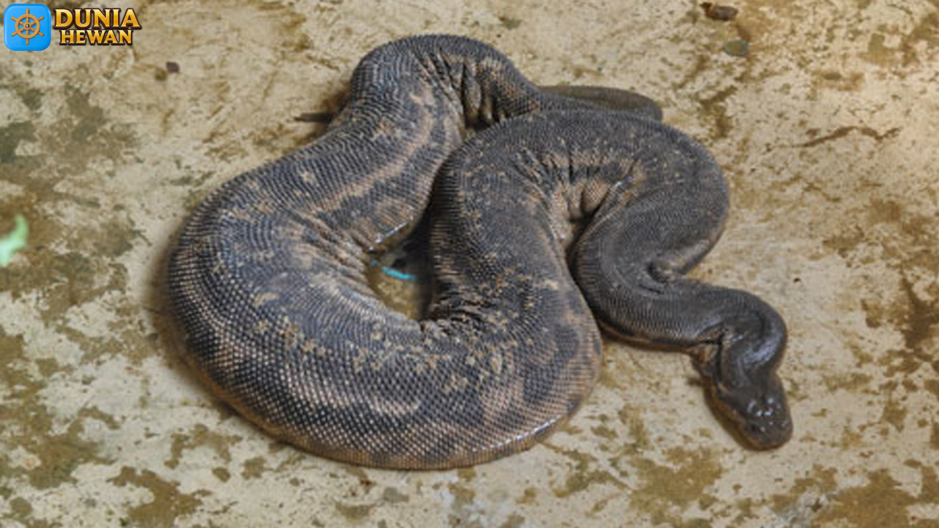 Ular Karung: Keunikan dan Fakta Menarik di Dunia Reptil