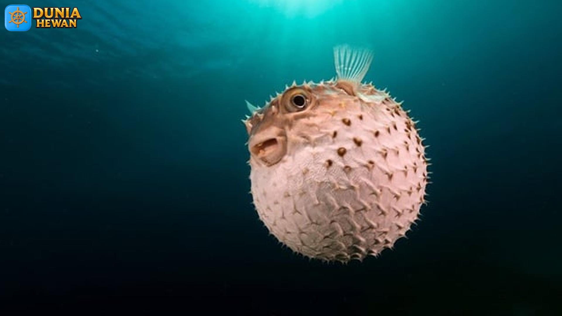 Ikan Buntel: Fenomena Alam yang Memukau di Dunia Perikanan
