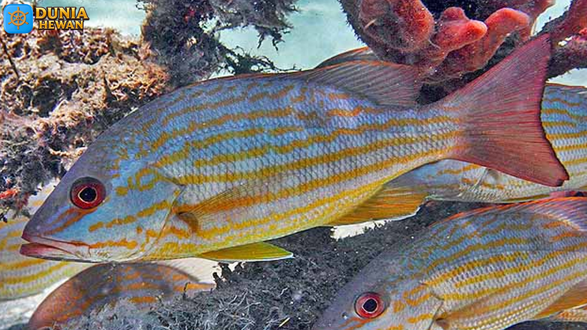 Ikan Kakap Tambak: Ciri, Habitat dan Keunggulannya 