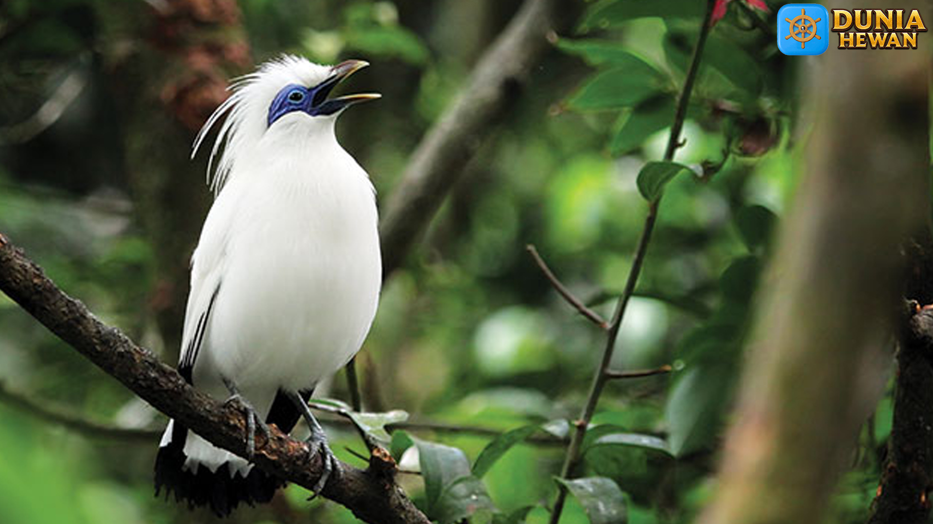 Menelusuri Keunikan Jalak Bali: Burung Endemik yang Memesona