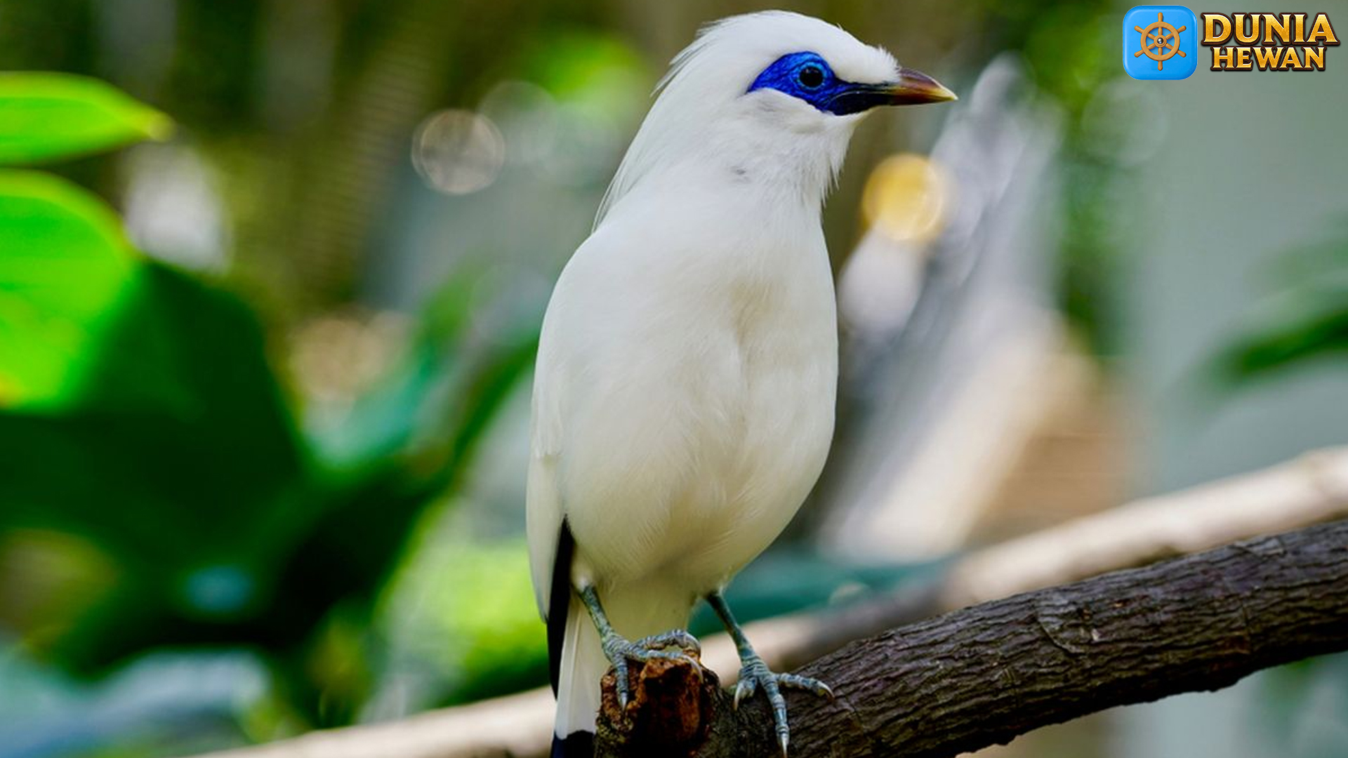Menelusuri Keunikan Jalak Bali: Burung Endemik yang Memesona