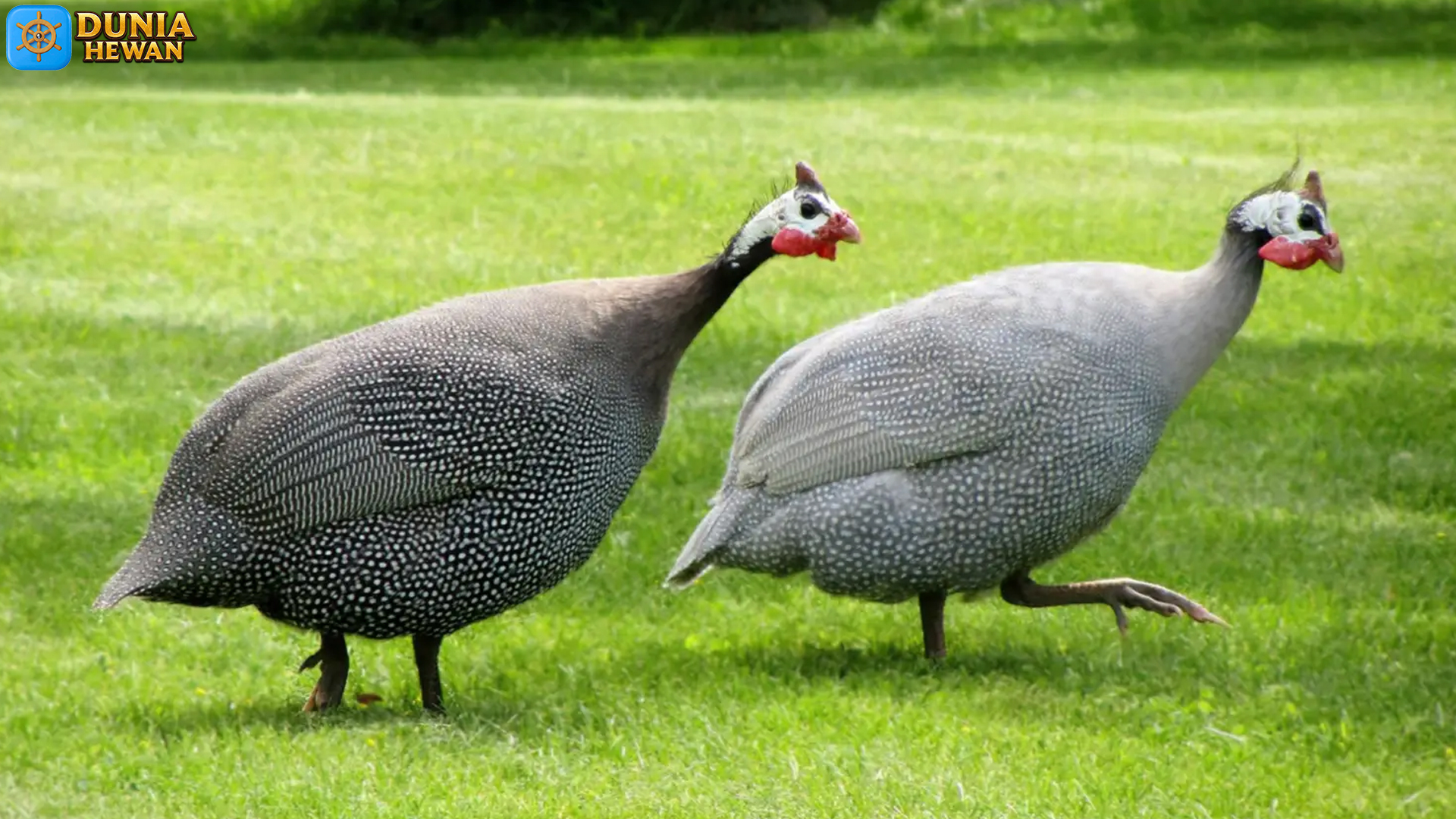 Apa Itu Ayam Mutiara? Fakta Menarik Tentang Hewan Eksotis Ini