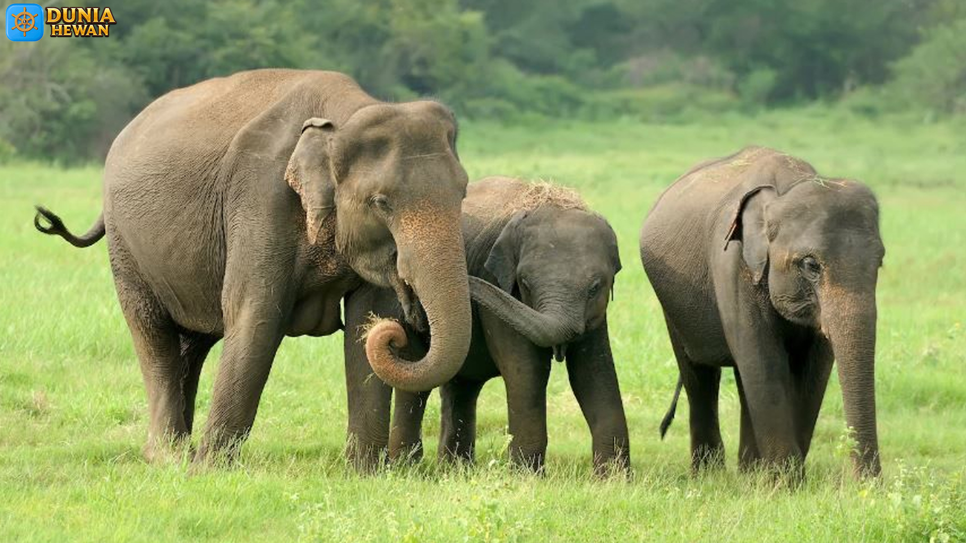 Mengenal Gajah Asia: Sosok Raksasa yang Menjaga Alam