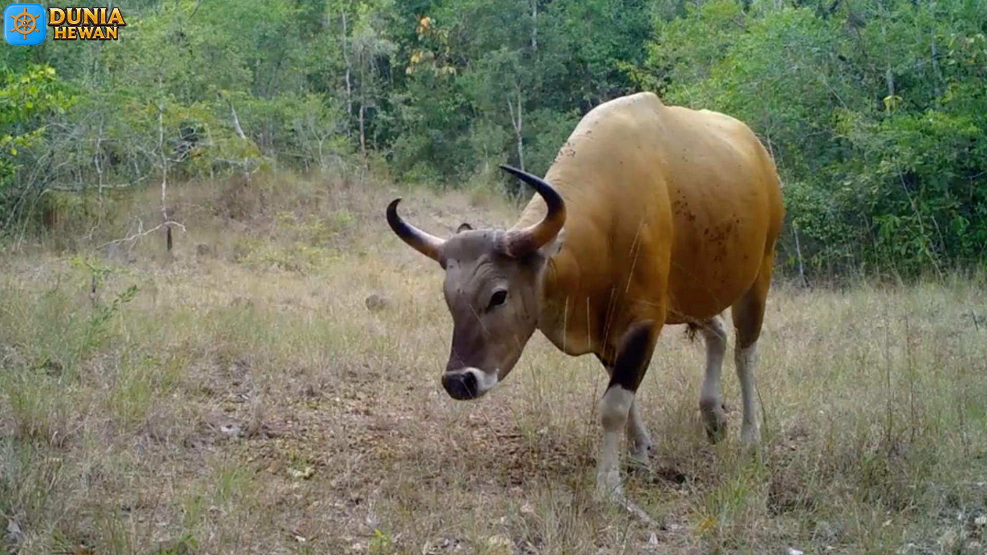 Banteng: Hewan dengan Kehebatan dan Tantangan Konservasi