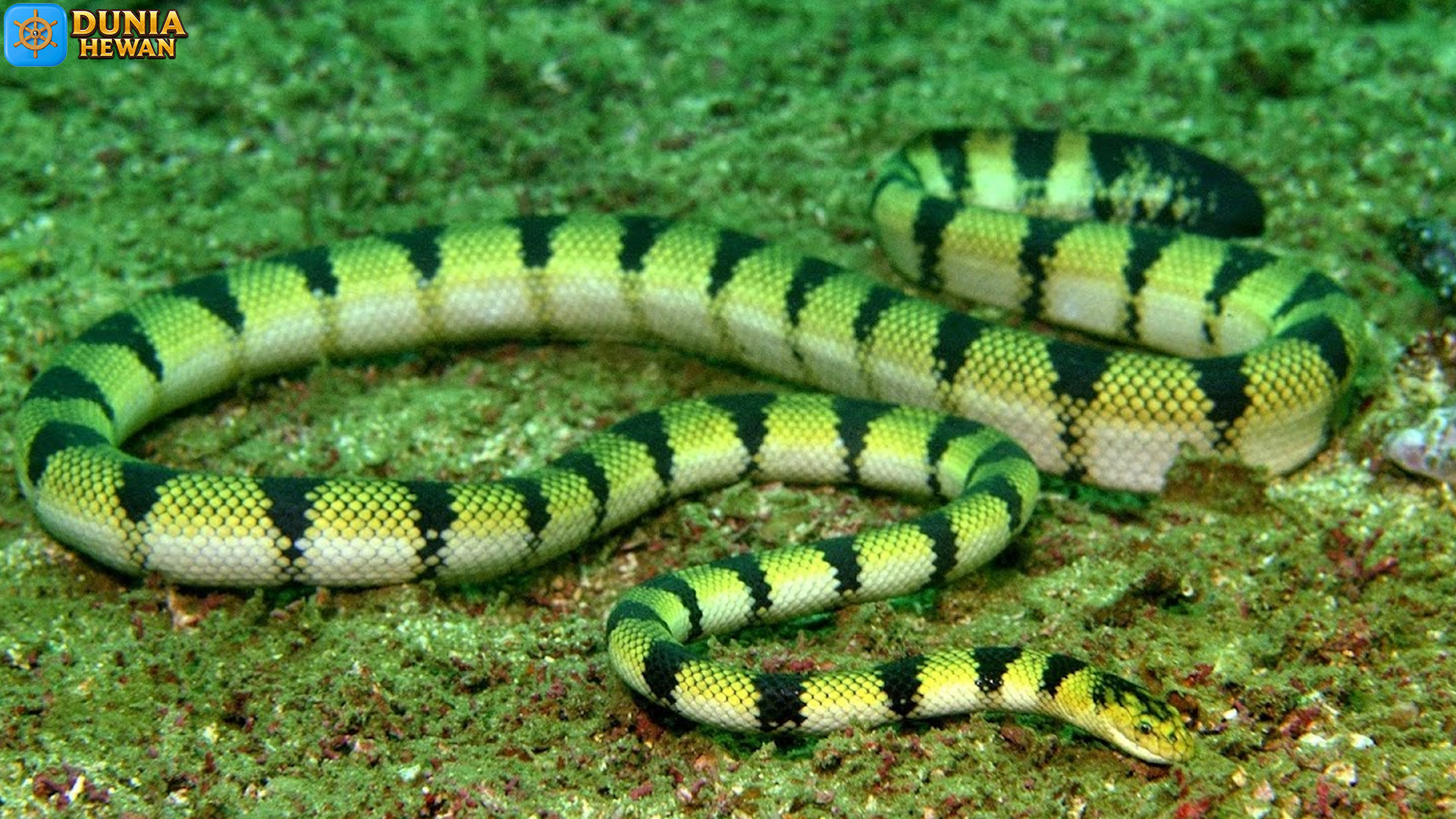 Ular Hydrophiinae: Spesies Laut dengan Adaptasi Menakjubkan