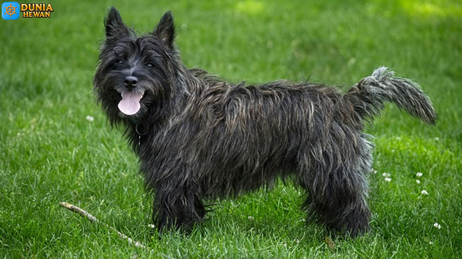Mengenal Cairn Terrier: Anjing Kecil dengan Kepribadian Kuat