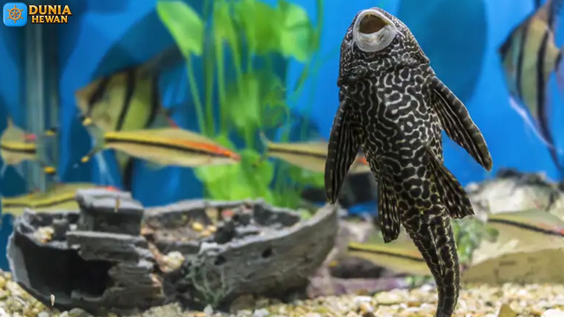 Fakta Menarik tentang Ikan Sapu-sapu: Pemakan Alga Efektif