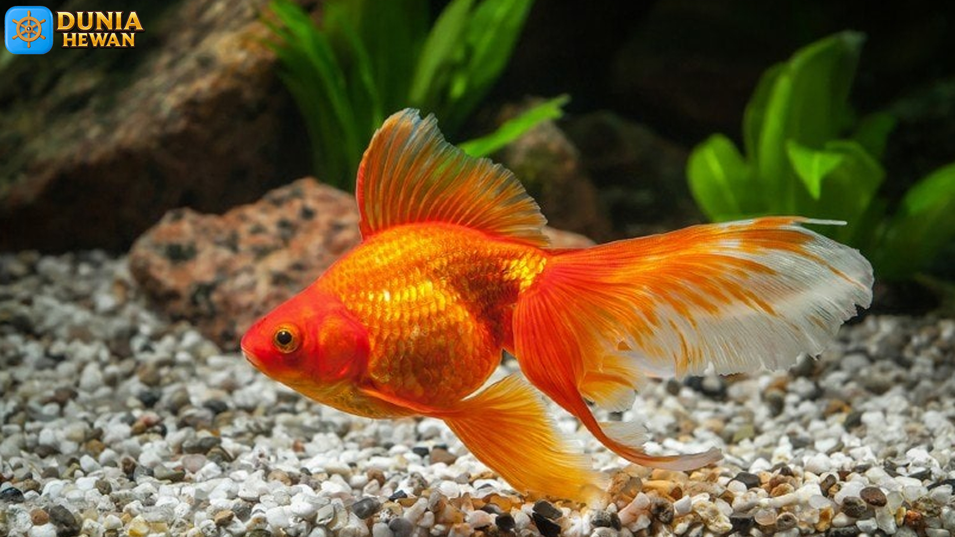 Mengenal Ikan Mas Koki: Keindahan dan Karakteristik yang Unik