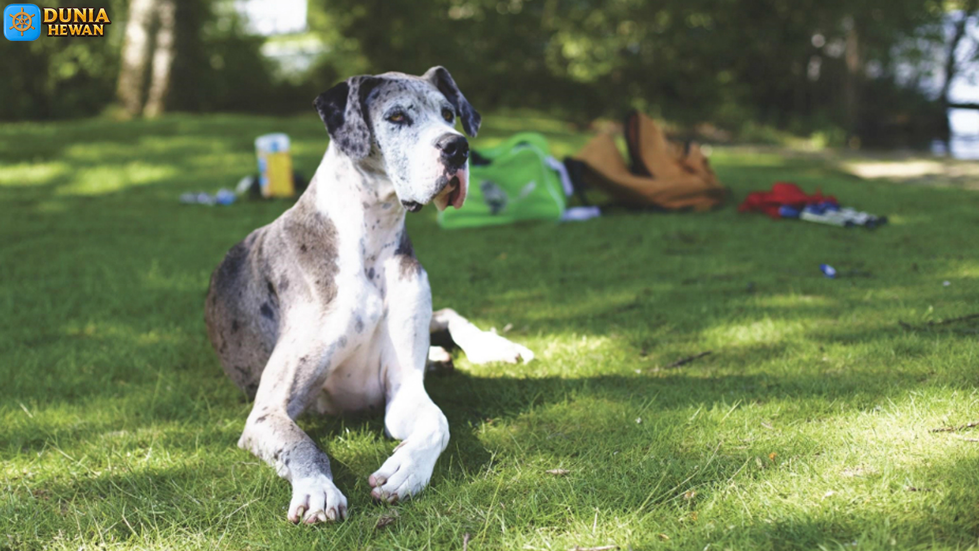 Anjing Great Dane: Raksasa Lembut dengan Hati yang Besar