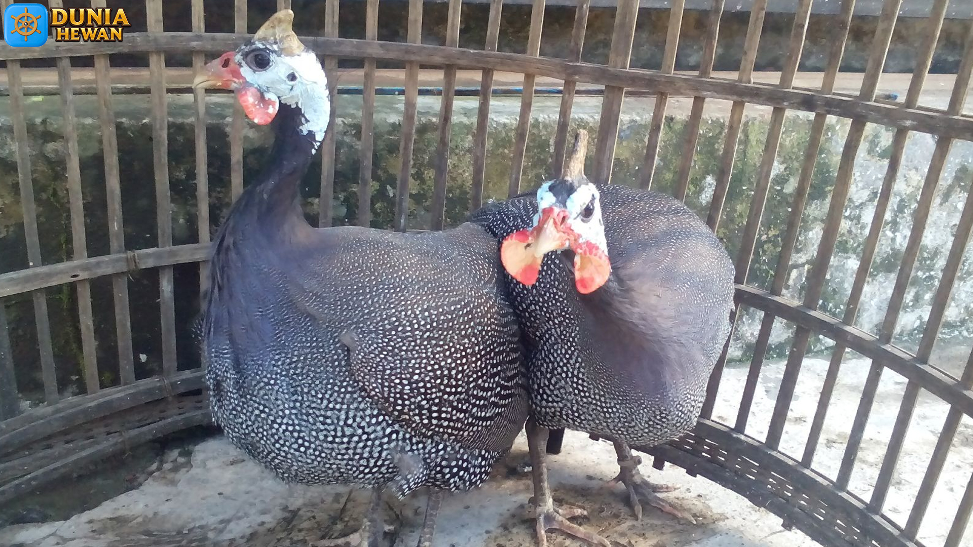 Apa Itu Ayam Mutiara? Fakta Menarik Tentang Hewan Eksotis Ini