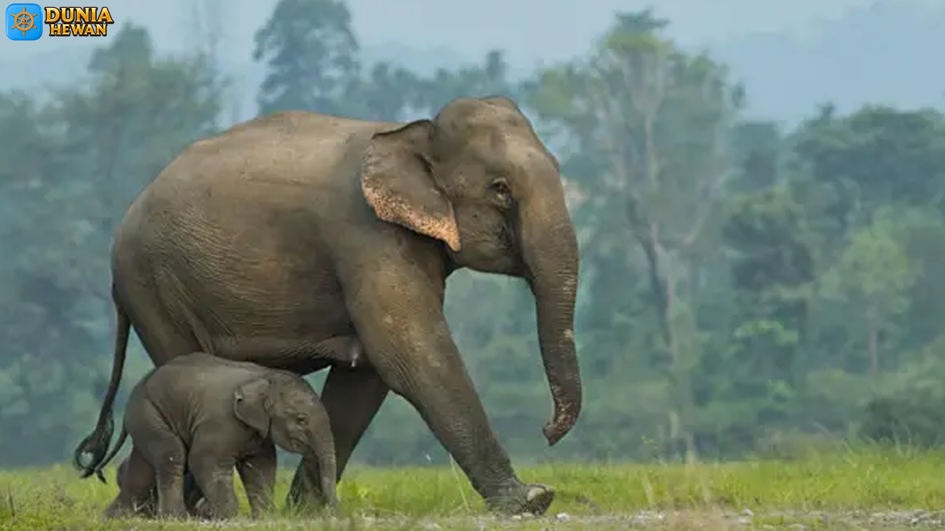 Mengenal Gajah Asia: Sosok Raksasa yang Menjaga Alam